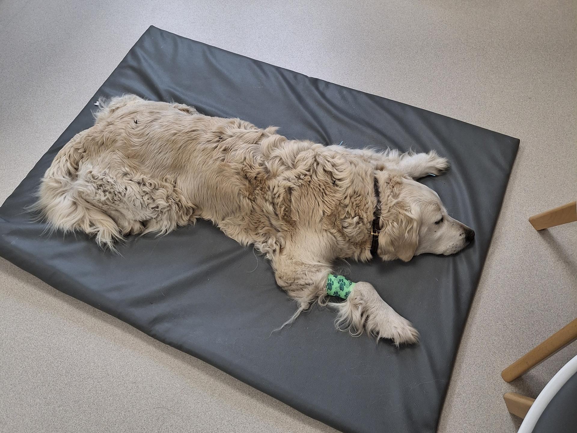 Ansicht 4 von Tiergesundheitsteam Punktgenau Tierärztin Birgitt Willms