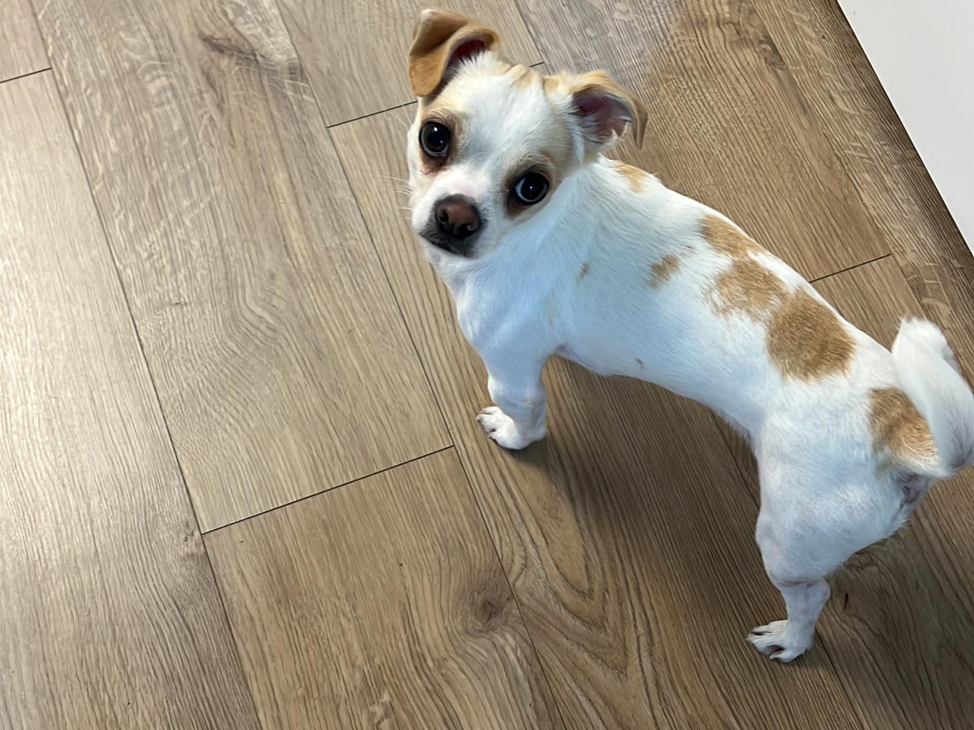 View 2 of Dr.med.vet. Wiggo Grussler Tierarzt