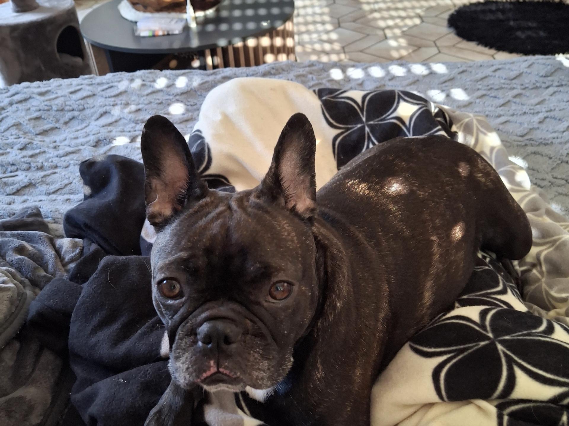 View 4 of Dr.med.vet. Wiggo Grussler Tierarzt