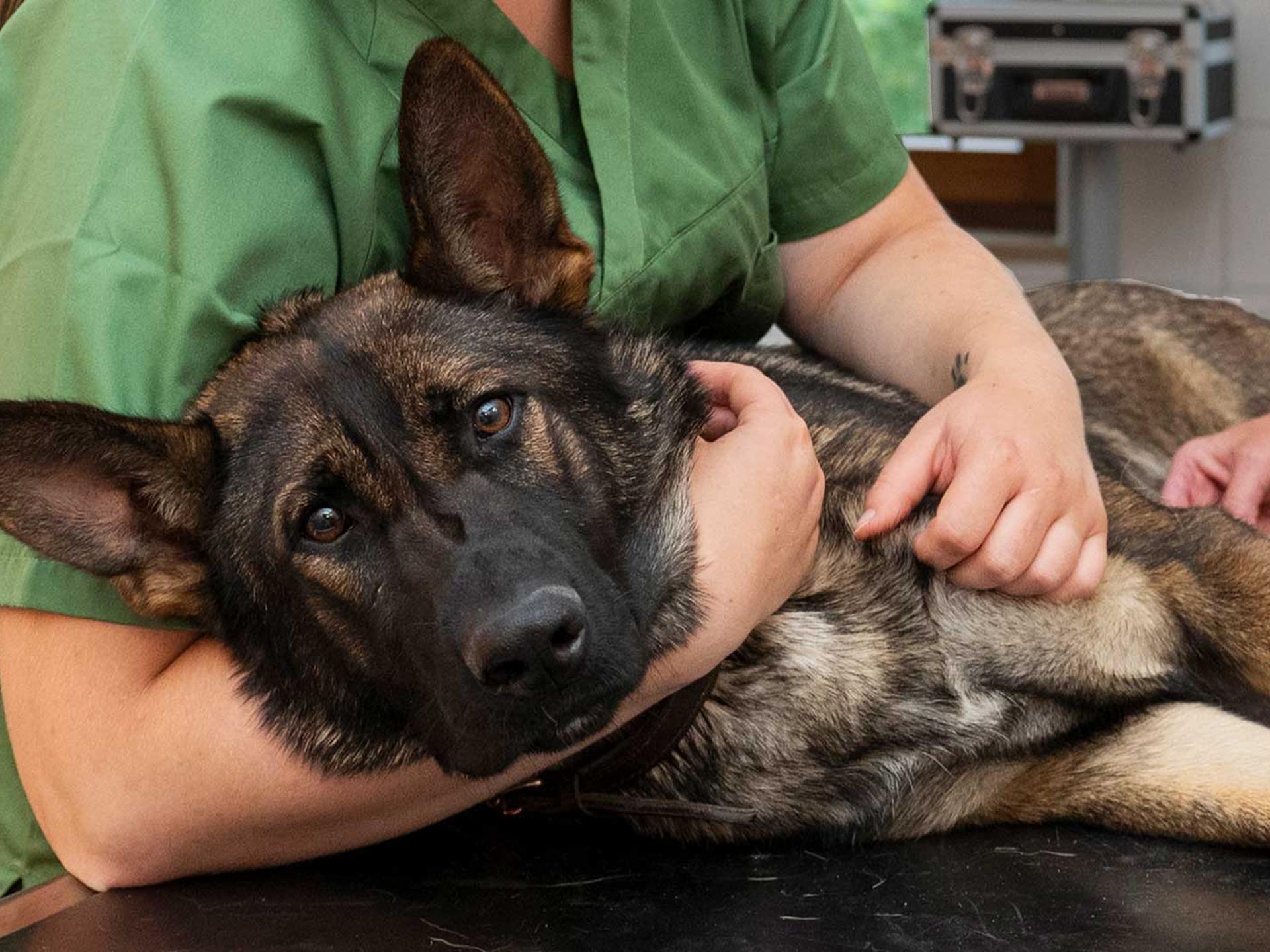 Ansicht 2 von Tierärzte Engen IVC Evidensia GmbH