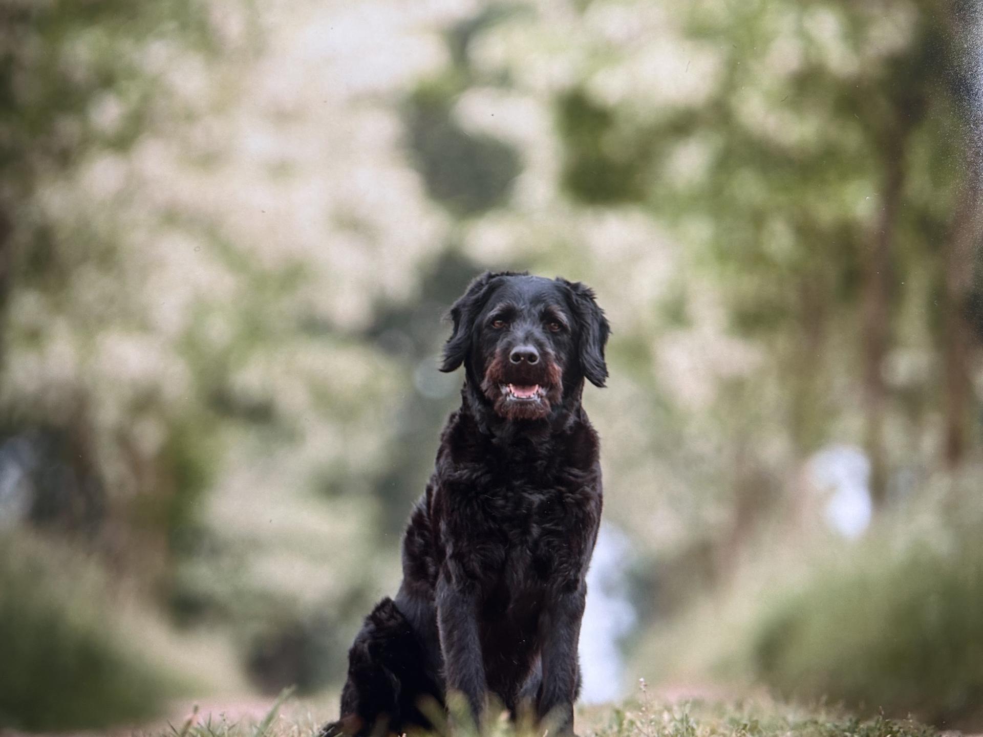 Ansicht 1 von Hund Katze Herz Claudia von Ruffer Tierarztpraxis für kardiologische Untersuchungen