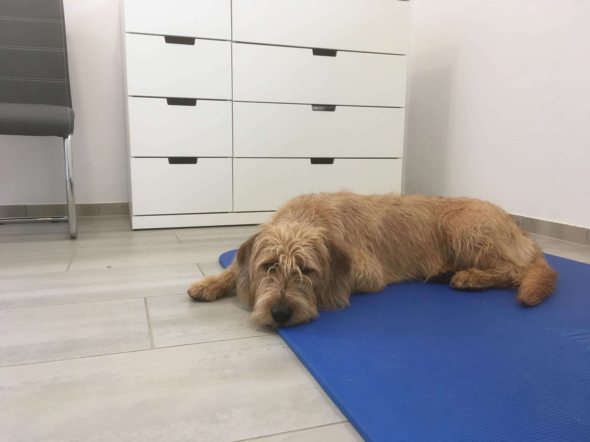 View 1 of Tierärztliche Praxis für Chiropraktik - Karen Tappenbeck
