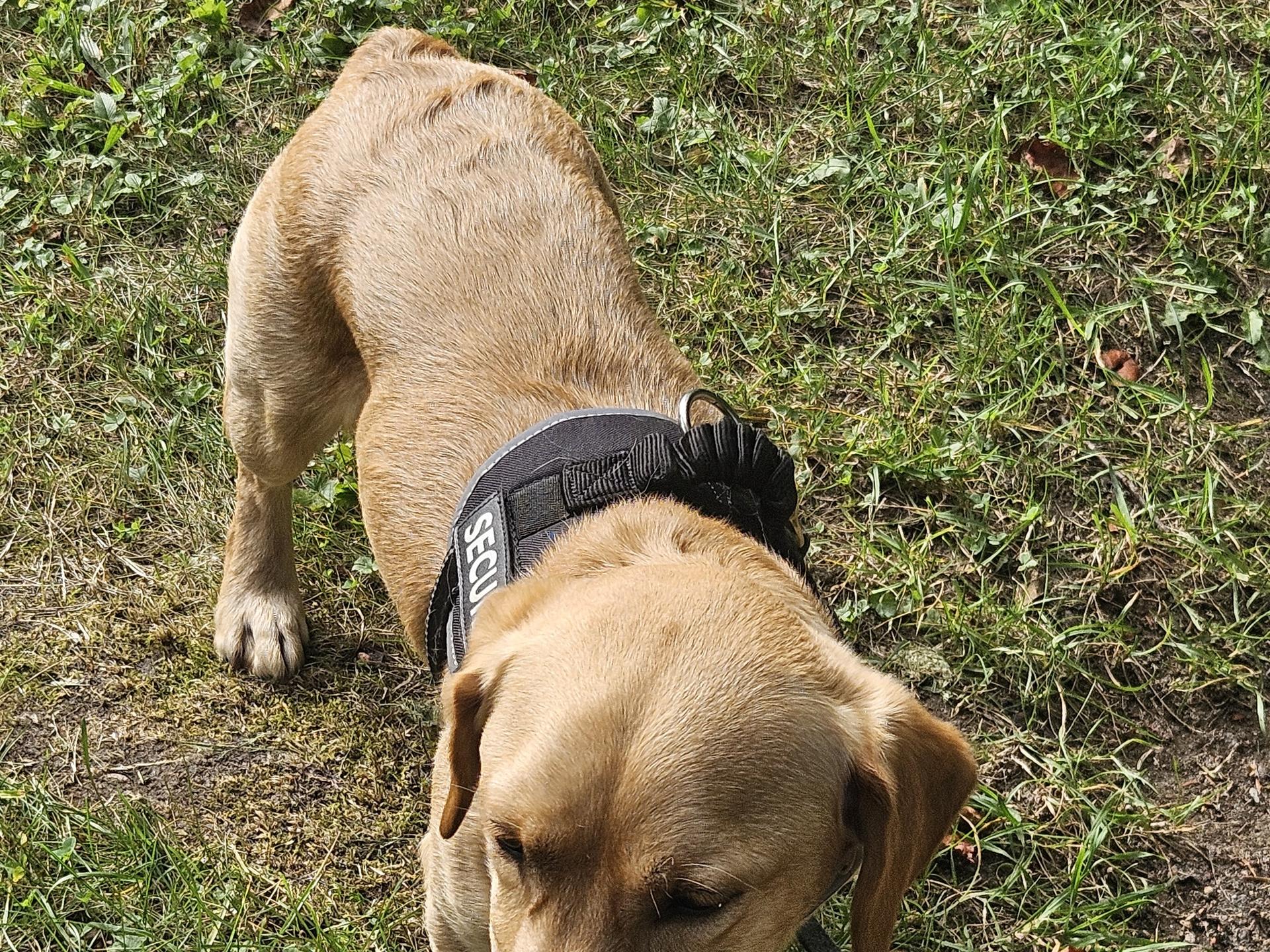 Ansicht 2 von felmo Mobiler Tierarzt Magdeburg