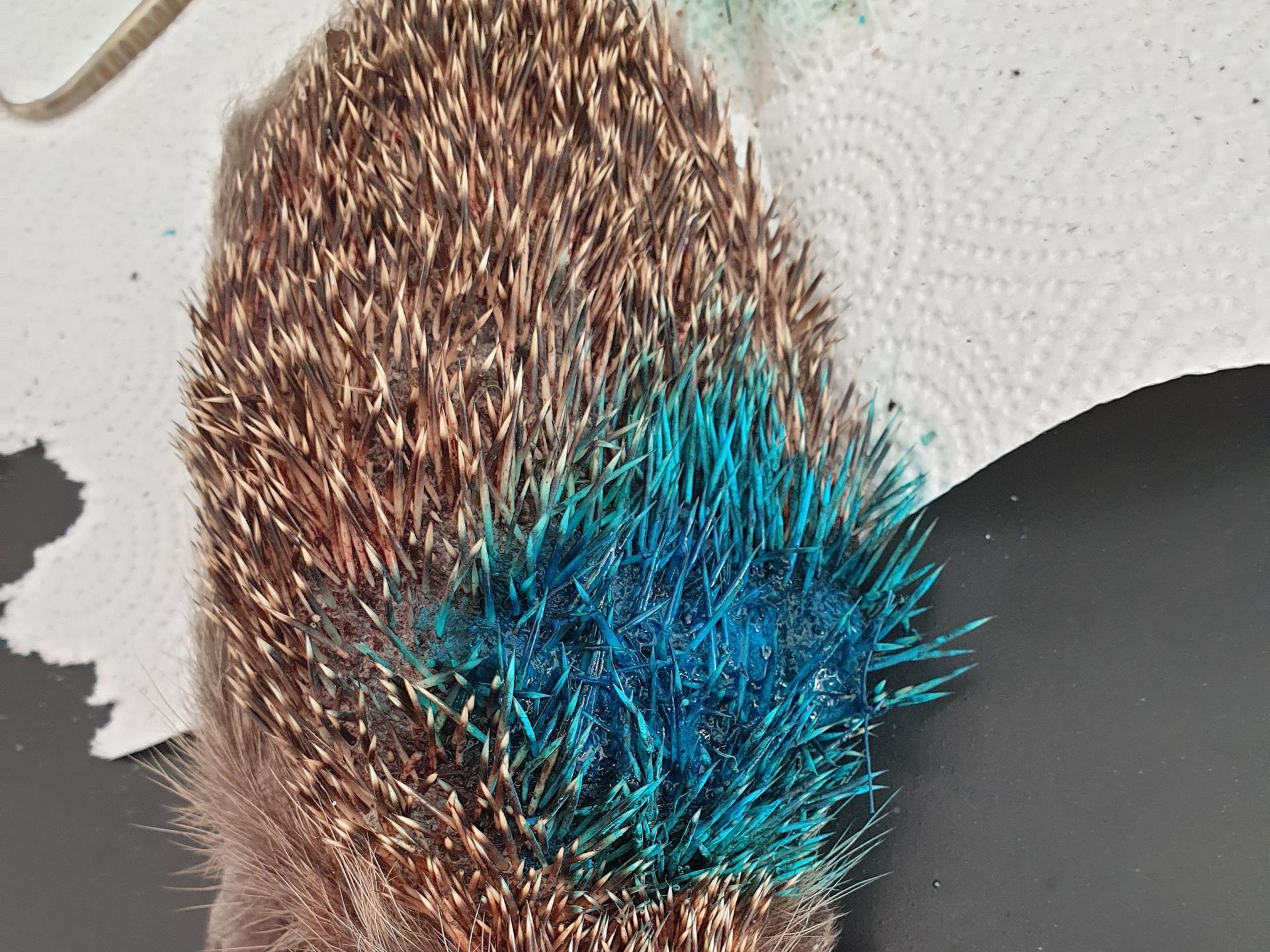 Ansicht 3 von Tierärztliche Gemeinschaftspraxis Stojanovic & Ruda