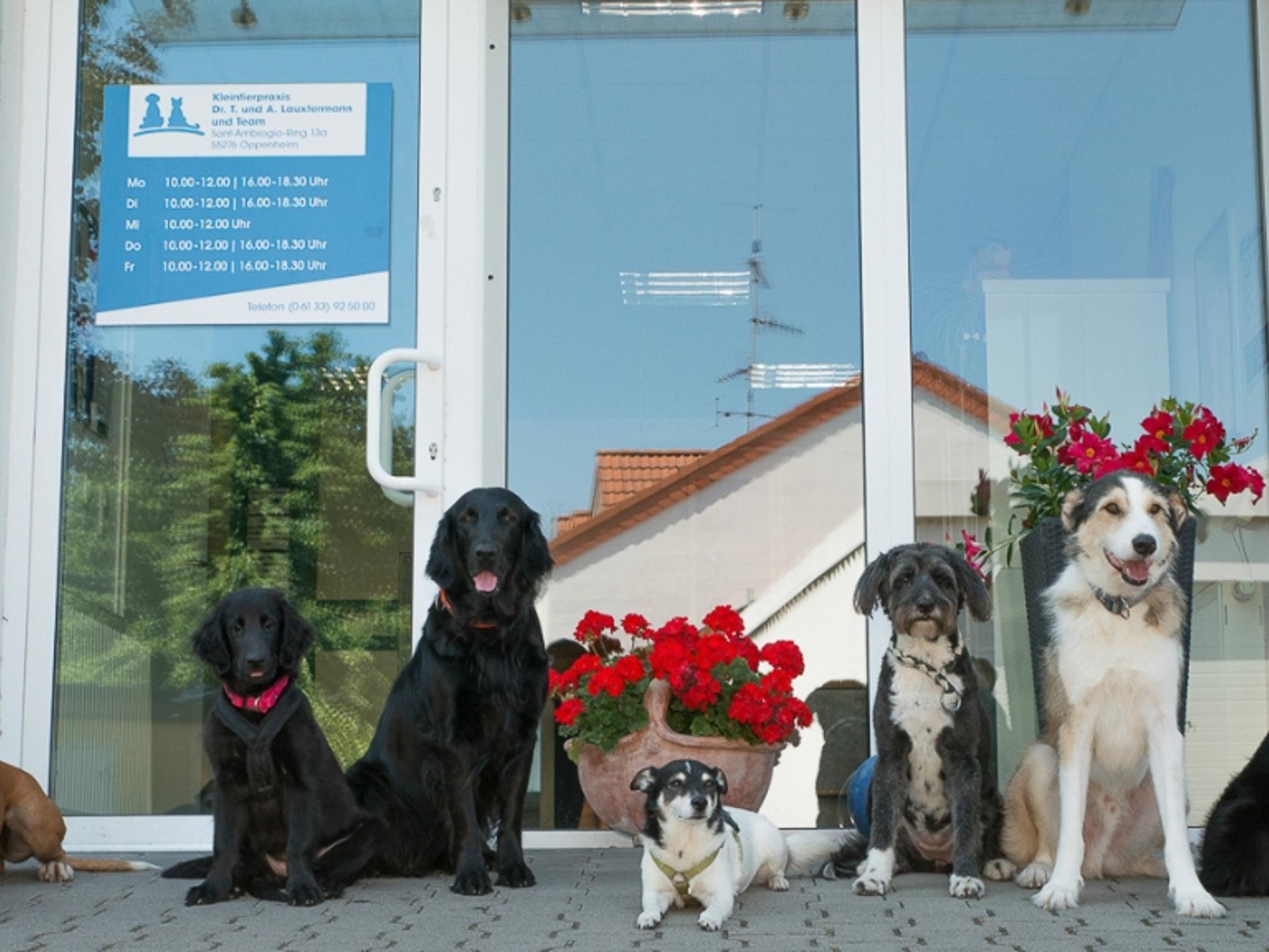 Ansicht 1 von Tierarztpraxis Oppenheim