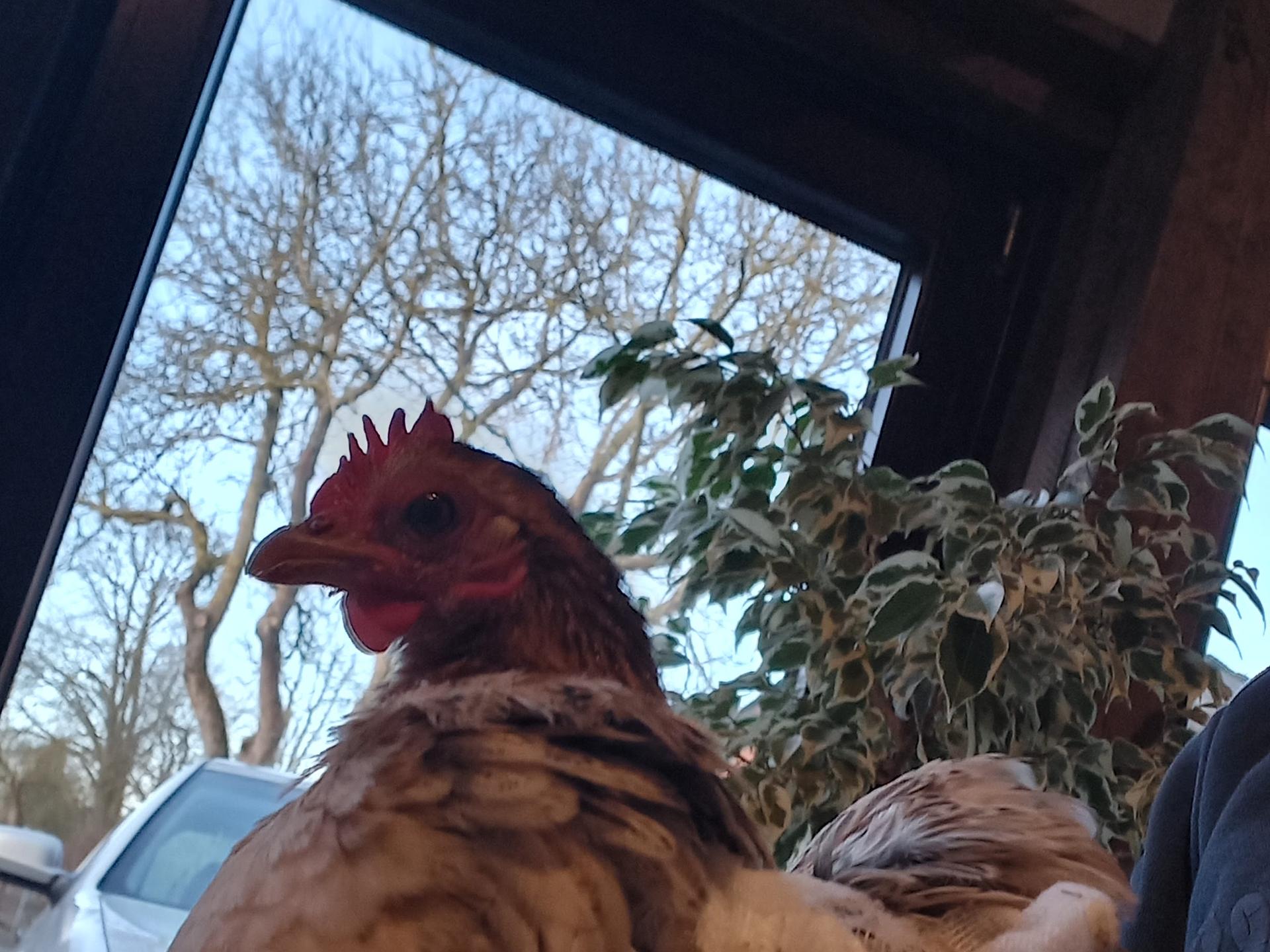 Ansicht 3 von Heike Meywerk Tierärztin