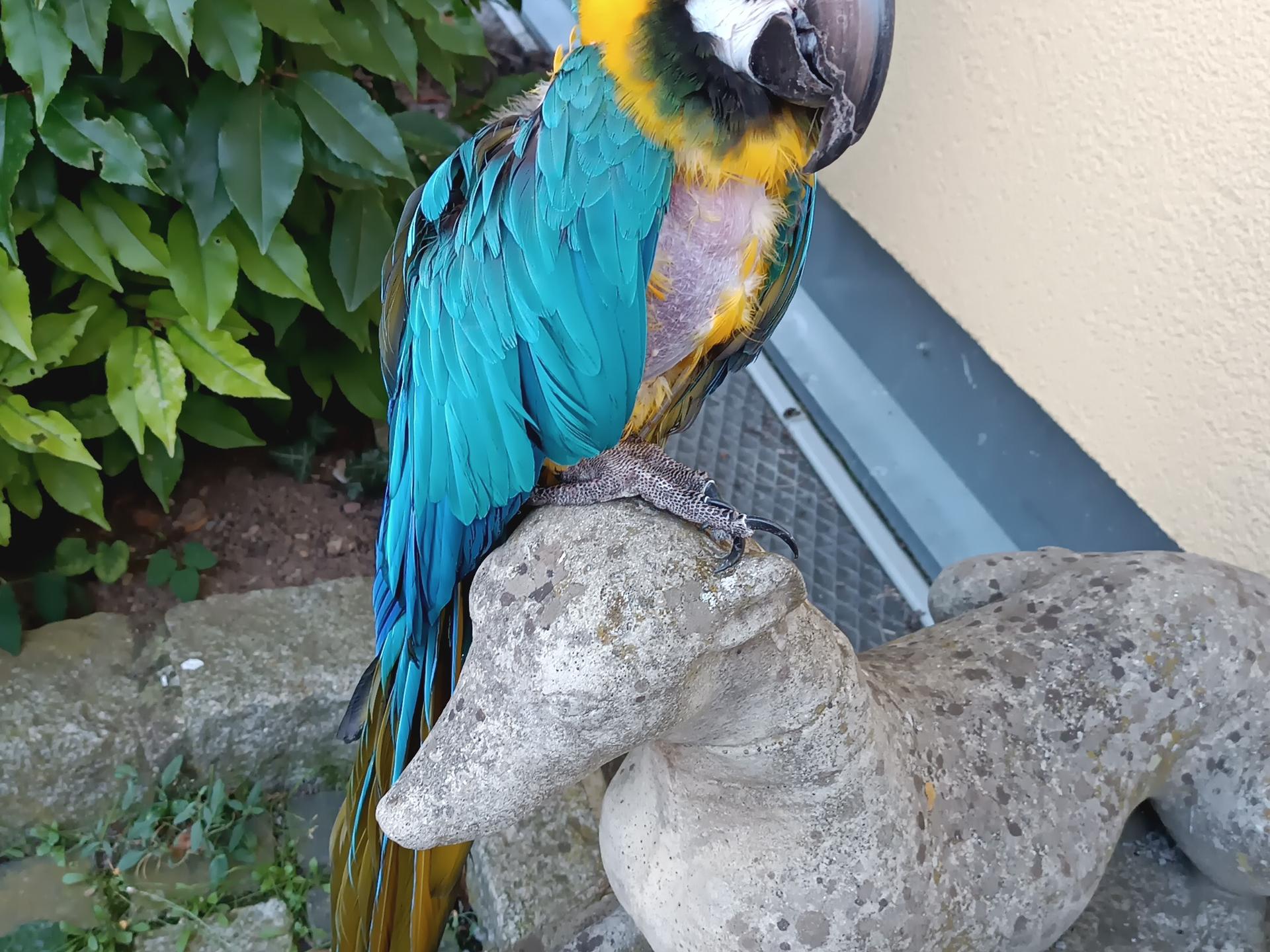 Ansicht 1 von Dr. med. vet. Peter Csiky | Tierarzt