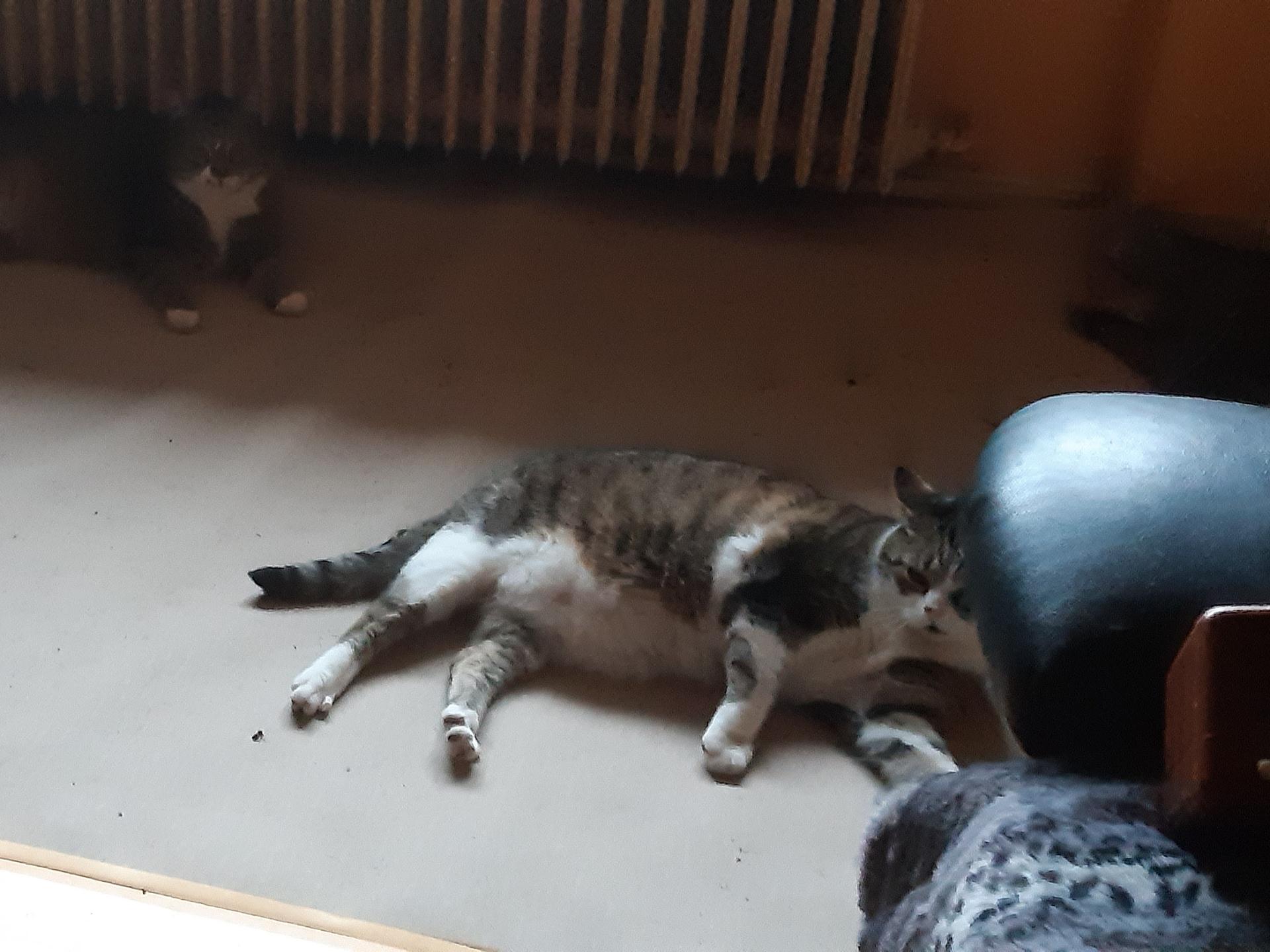 Ansicht 5 von Dr. med. vet. Peter Csiky | Tierarzt