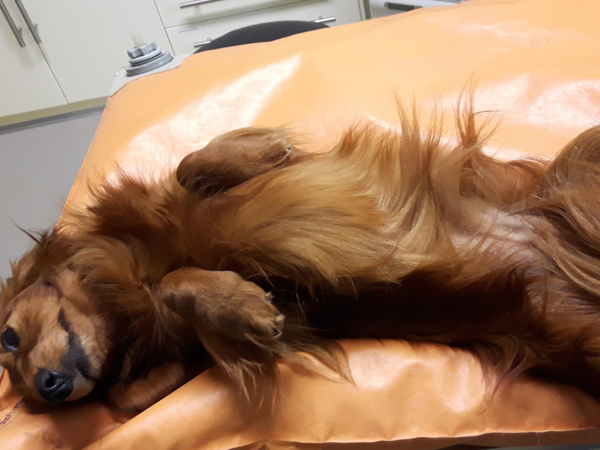 Ansicht 1 von Tiergesundheitszentrum Trier