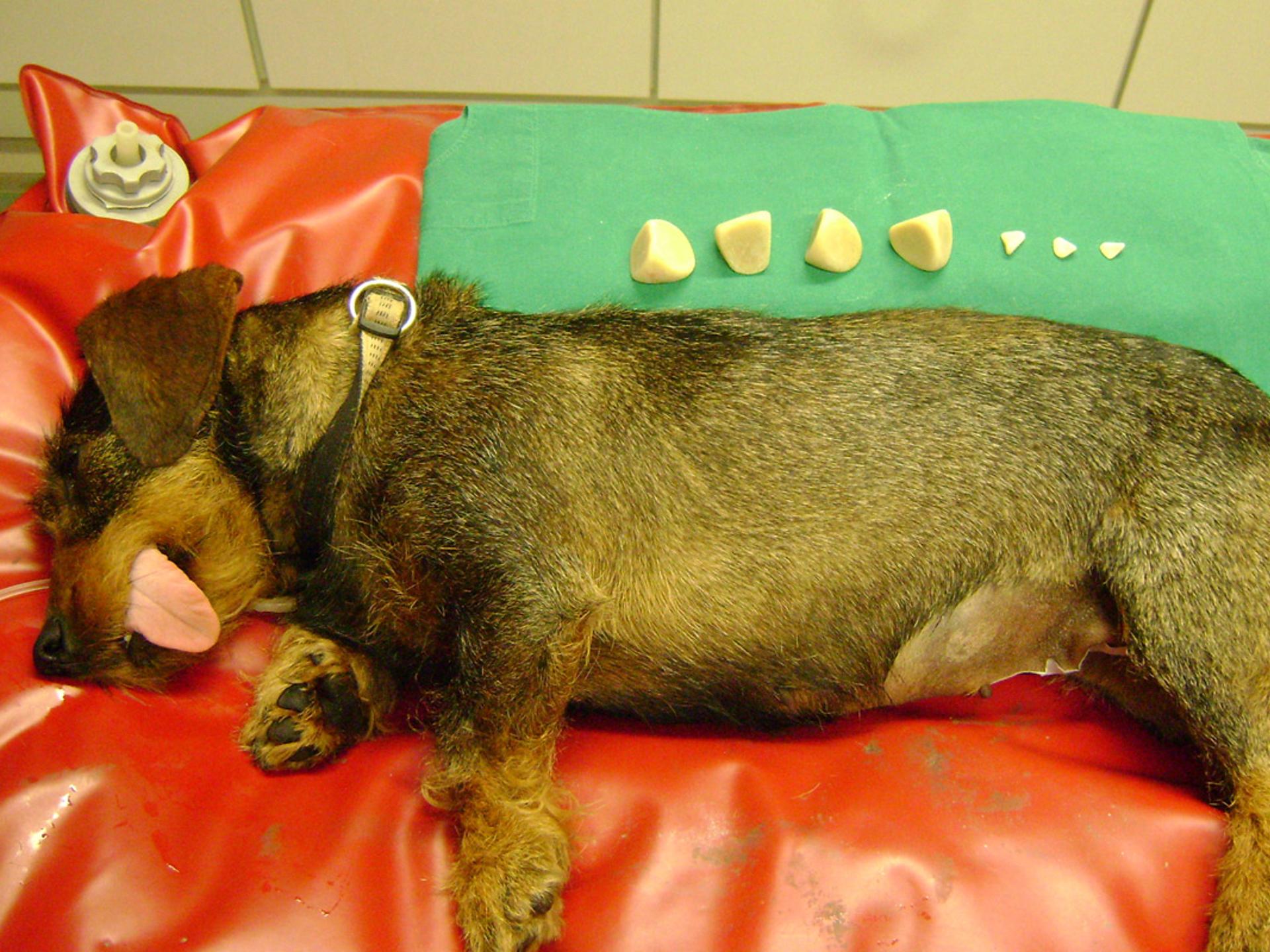 Ansicht 2 von Tierärzte Mettendorf