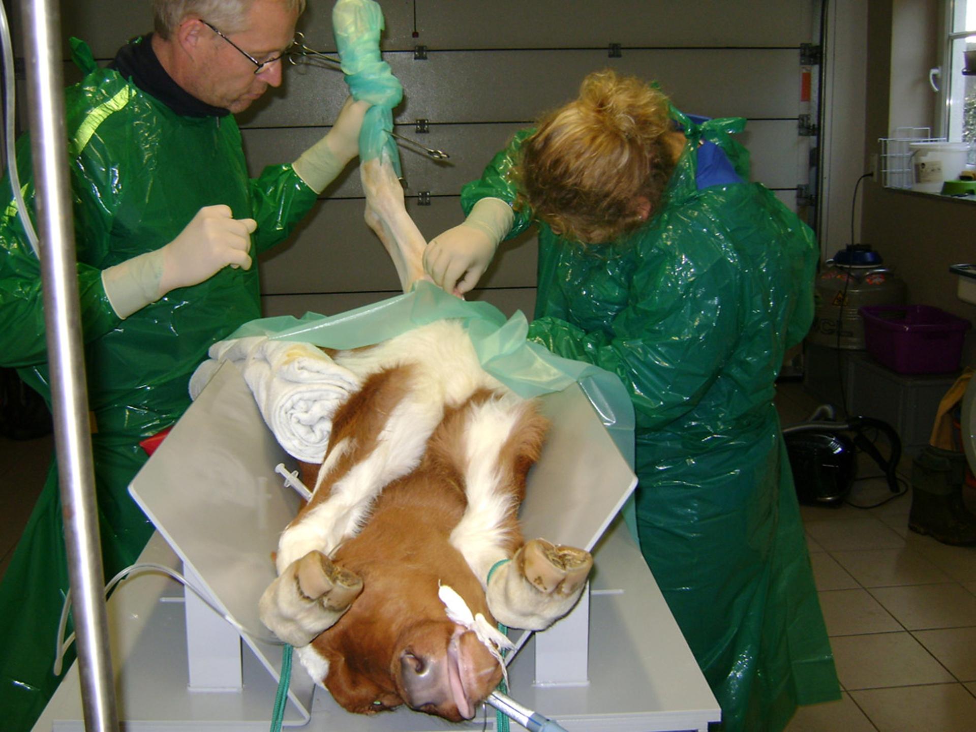 Ansicht 3 von Tierärzte Mettendorf