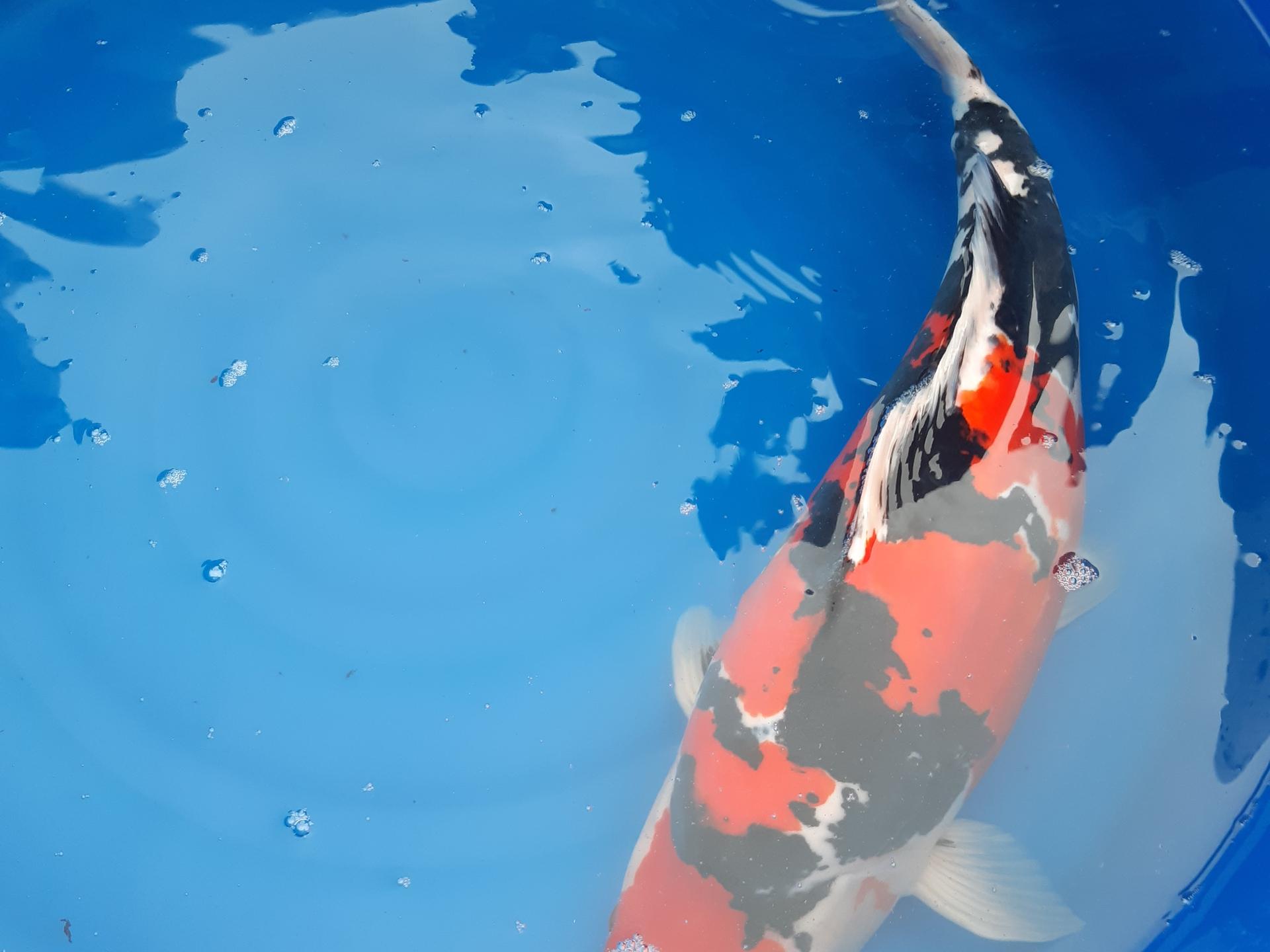 Ansicht 1 von Lechleiter Dr. Sandra Fachtierarzt für Fische