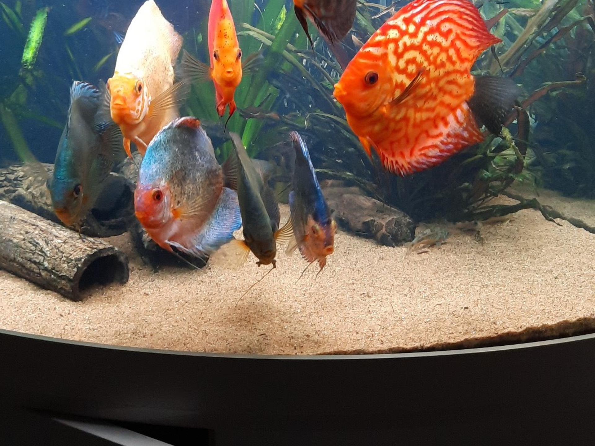 Ansicht 2 von Lechleiter Dr. Sandra Fachtierarzt für Fische