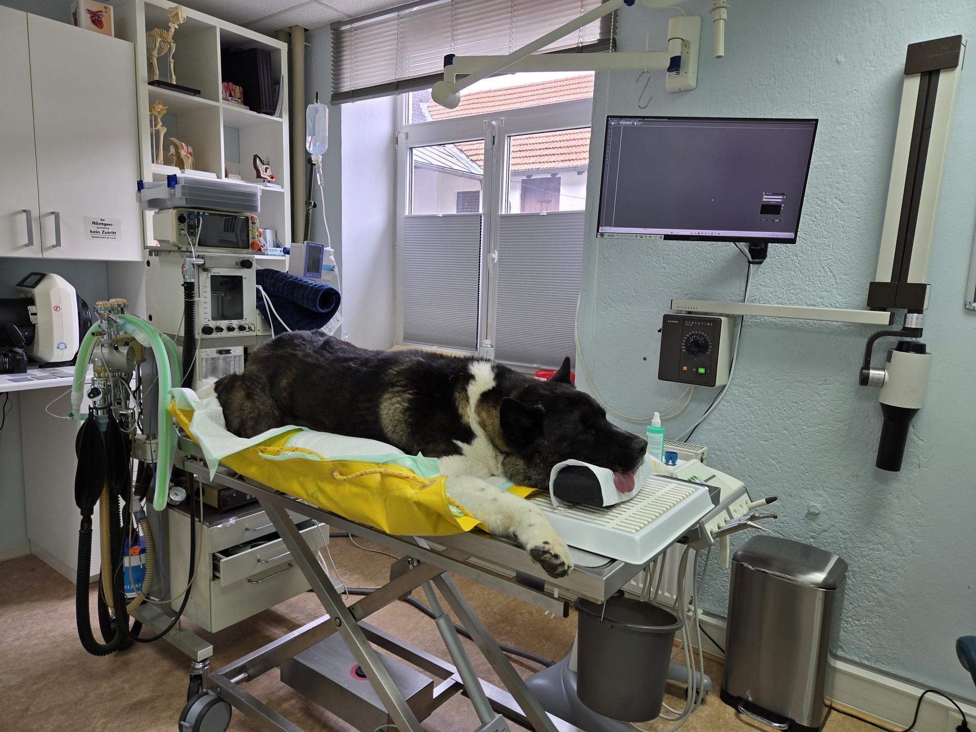 Ansicht 4 von Dr.med.vet. Andre Synilo Tierärztliche Praxis