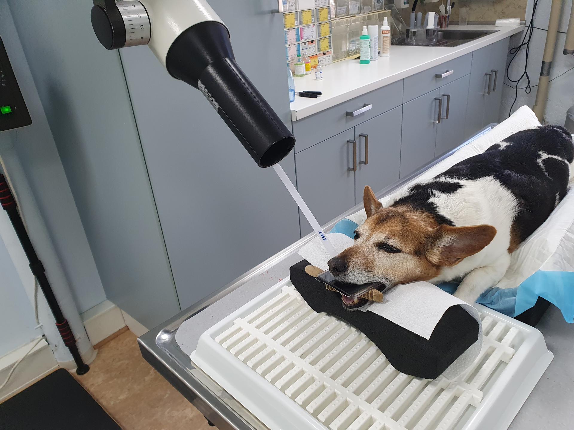 Ansicht 5 von Dr.med.vet. Andre Synilo Tierärztliche Praxis
