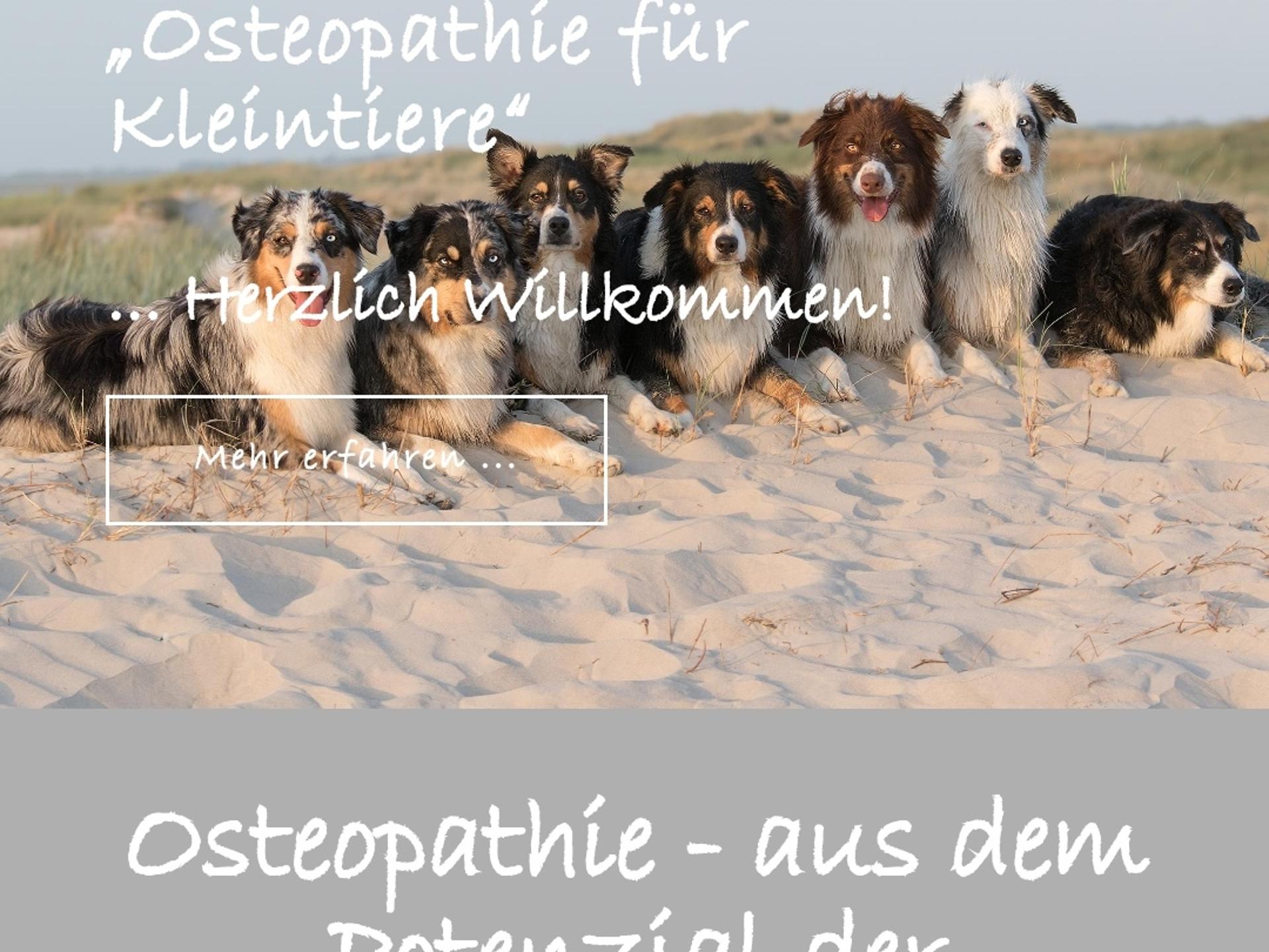 Ansicht 1 von Tierarztpraxis Antje Brendel #Osteopathie #Homöopathie #Phytoptherapie #Tönning #Garding #SPO #Eiderstedt #Nordfriesland
