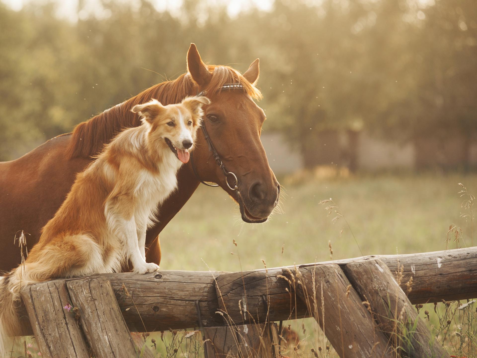 Ansicht 1 von Tierarztpraxis Donnadieu - Chiropraktik & Osteopathie für Pferde und Hunde