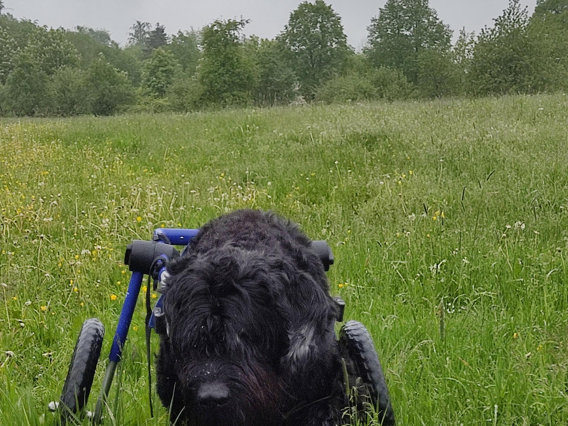 Ansicht 2 von Tierarztpraxis Donnadieu - Chiropraktik & Osteopathie für Pferde und Hunde