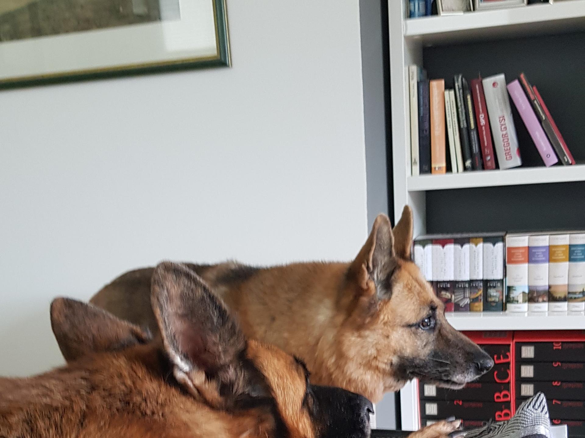 Ansicht 3 von Tierarztpraxis Ahrens