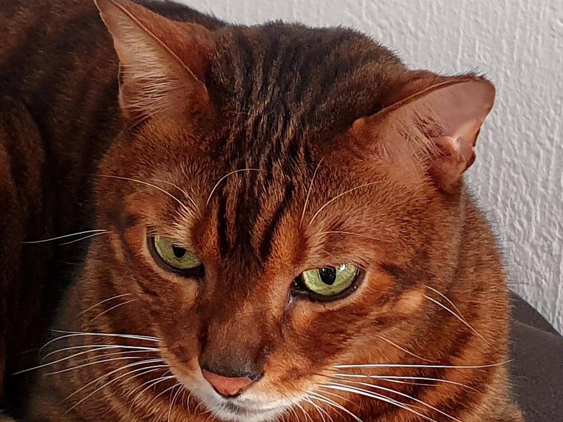 Ansicht 2 von Tierarzt Hubert Schiffer