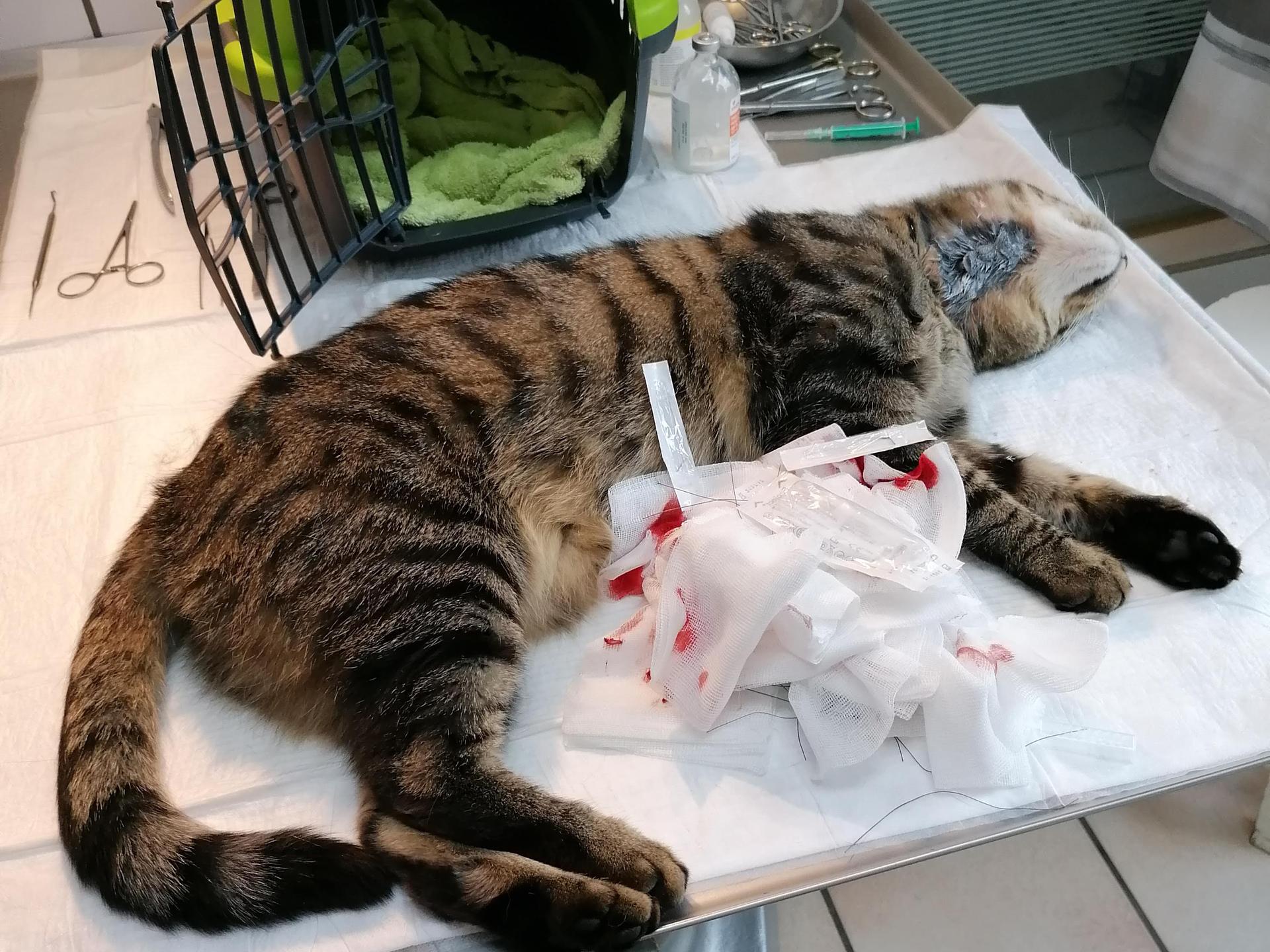 Ansicht 1 von Tierarzt Niesler