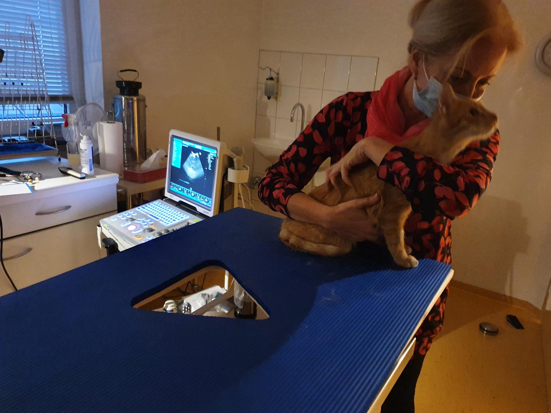 Ansicht 2 von Dr.med.vet. Heidi Buschmann Tierärztin