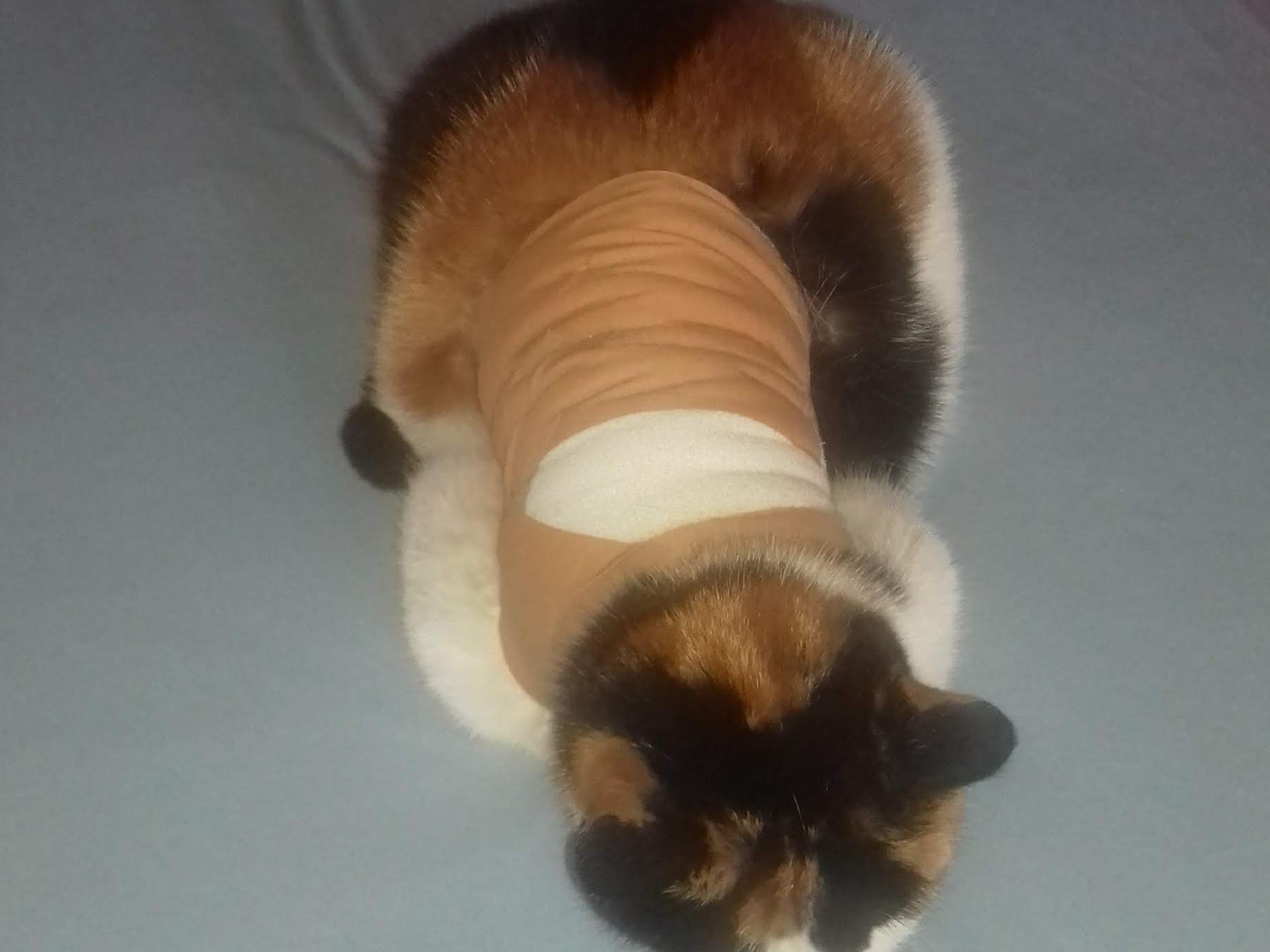 Ansicht 3 von Dr.med.vet. Heidi Buschmann Tierärztin