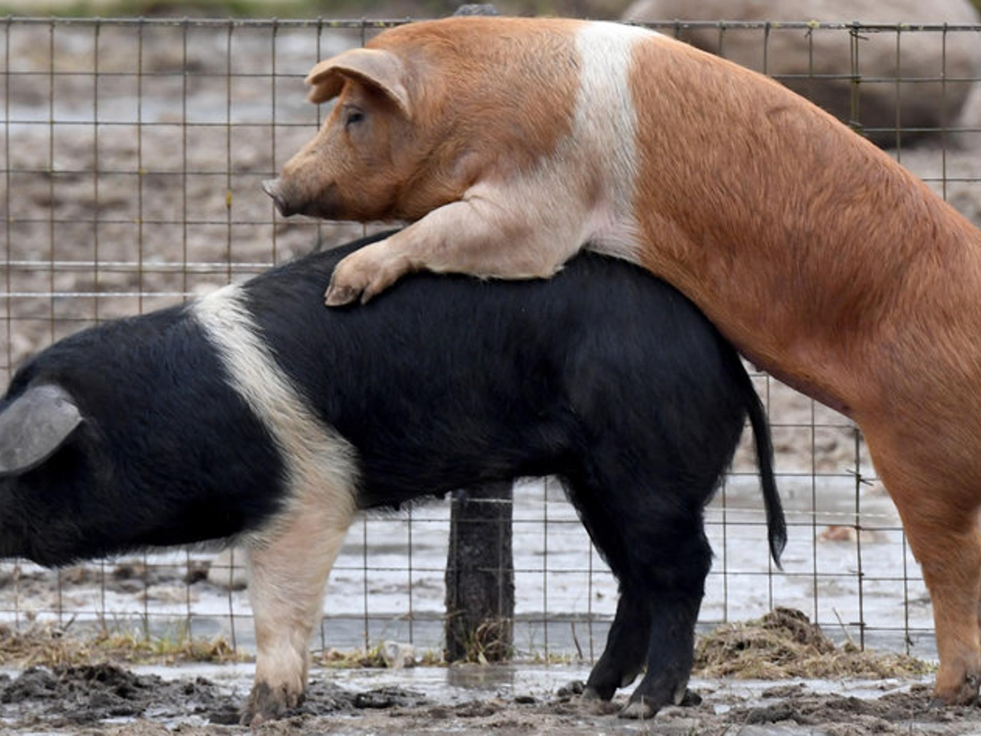 Ansicht 3 von Anke Unzeitig Tierärztin
