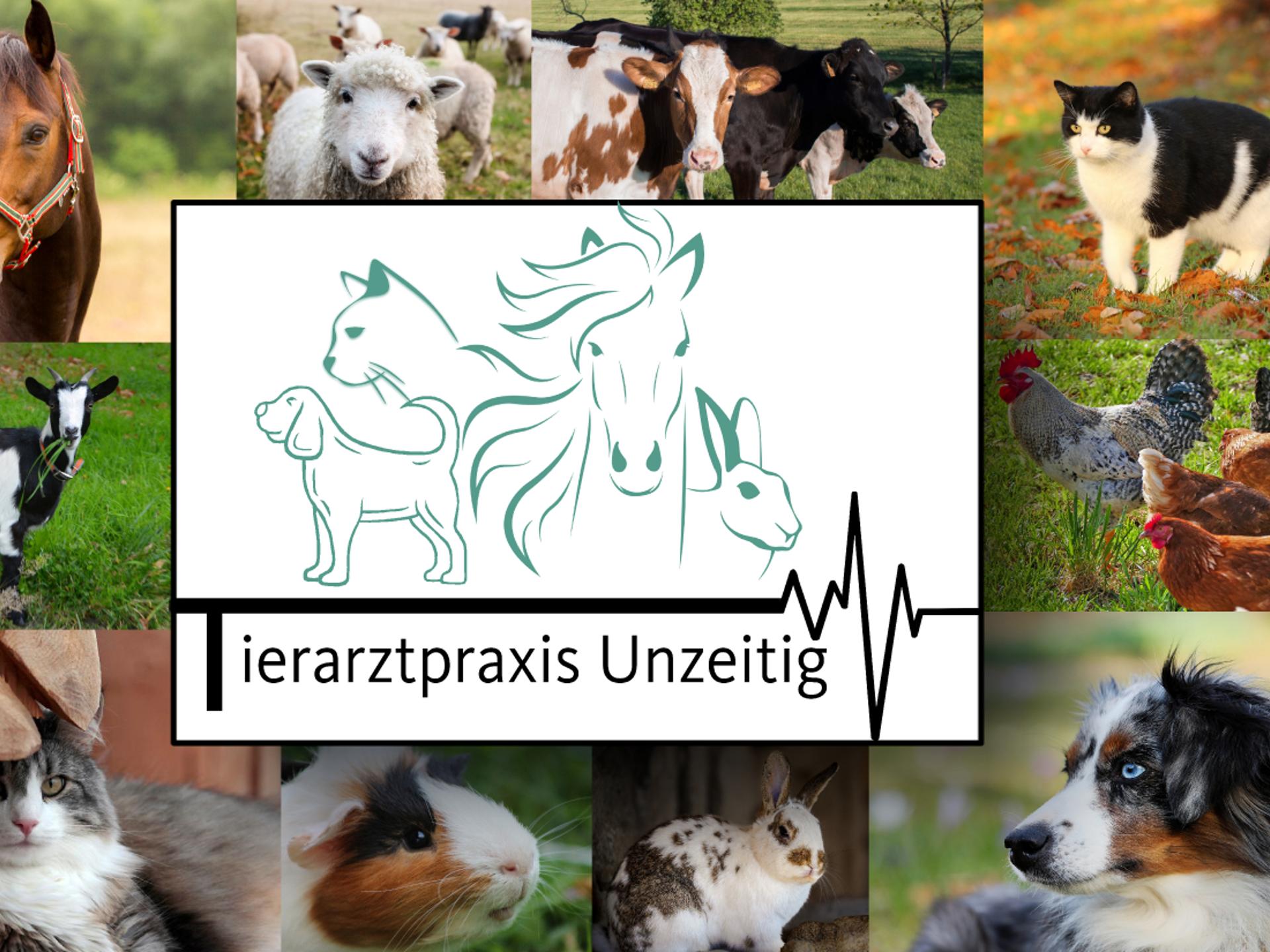 Ansicht 4 von Anke Unzeitig Tierärztin
