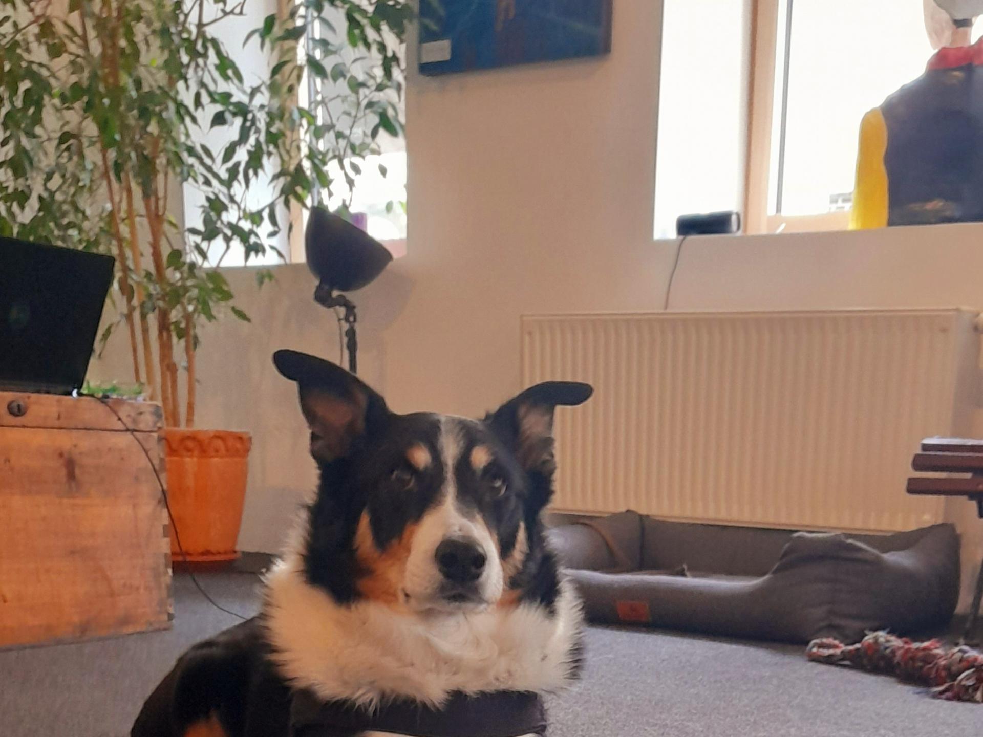 Ansicht 3 von Tierarztpraxis Dr. med. vet. Jochen Schäfer