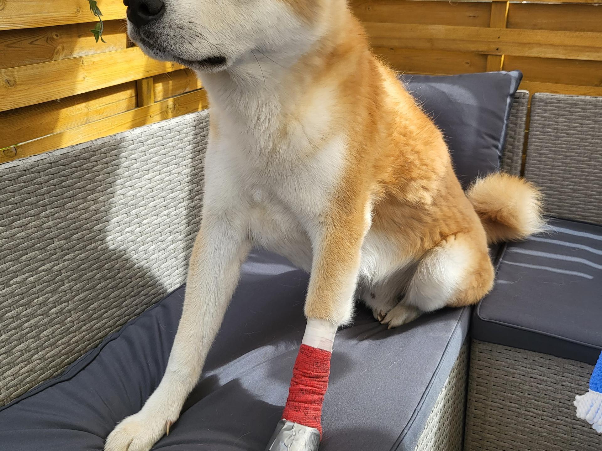 Ansicht 1 von Dipl.Med.Vet. Bärbel Czetö