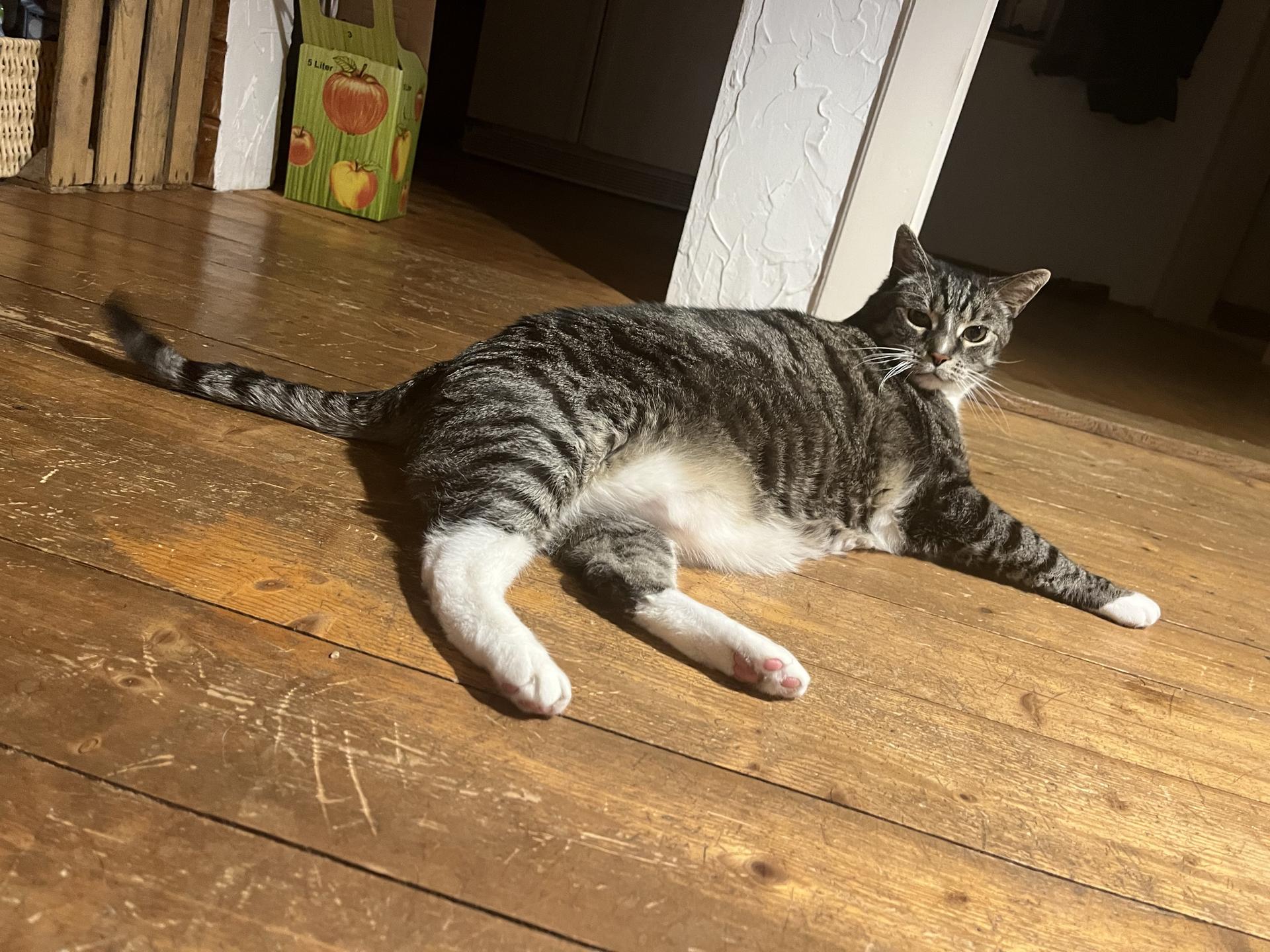 Ansicht 2 von Koller Anke Dr. med. vet. Tierarzt