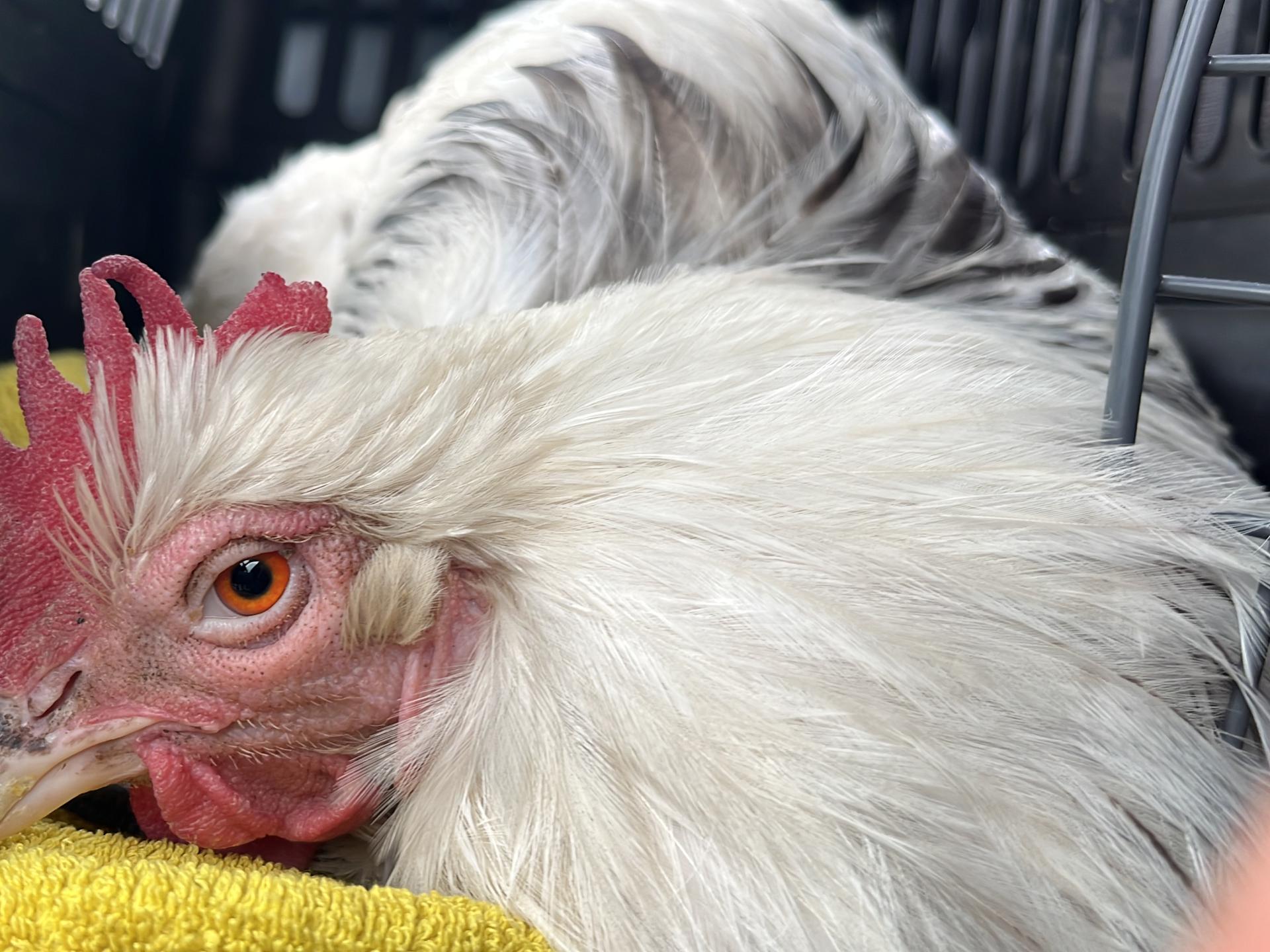 Ansicht 1 von Tierärztliche Gemeinschaftspraxis Dr. Anja Stahl & Dr. Benno Stahl