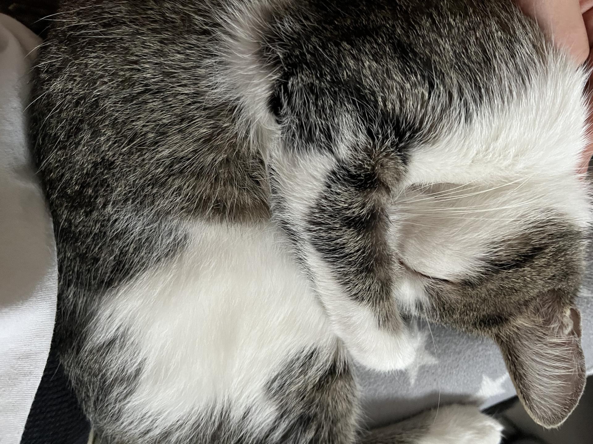 View 5 of Tierarztpraxis für Klein- und Heimtiere Monika Grafl