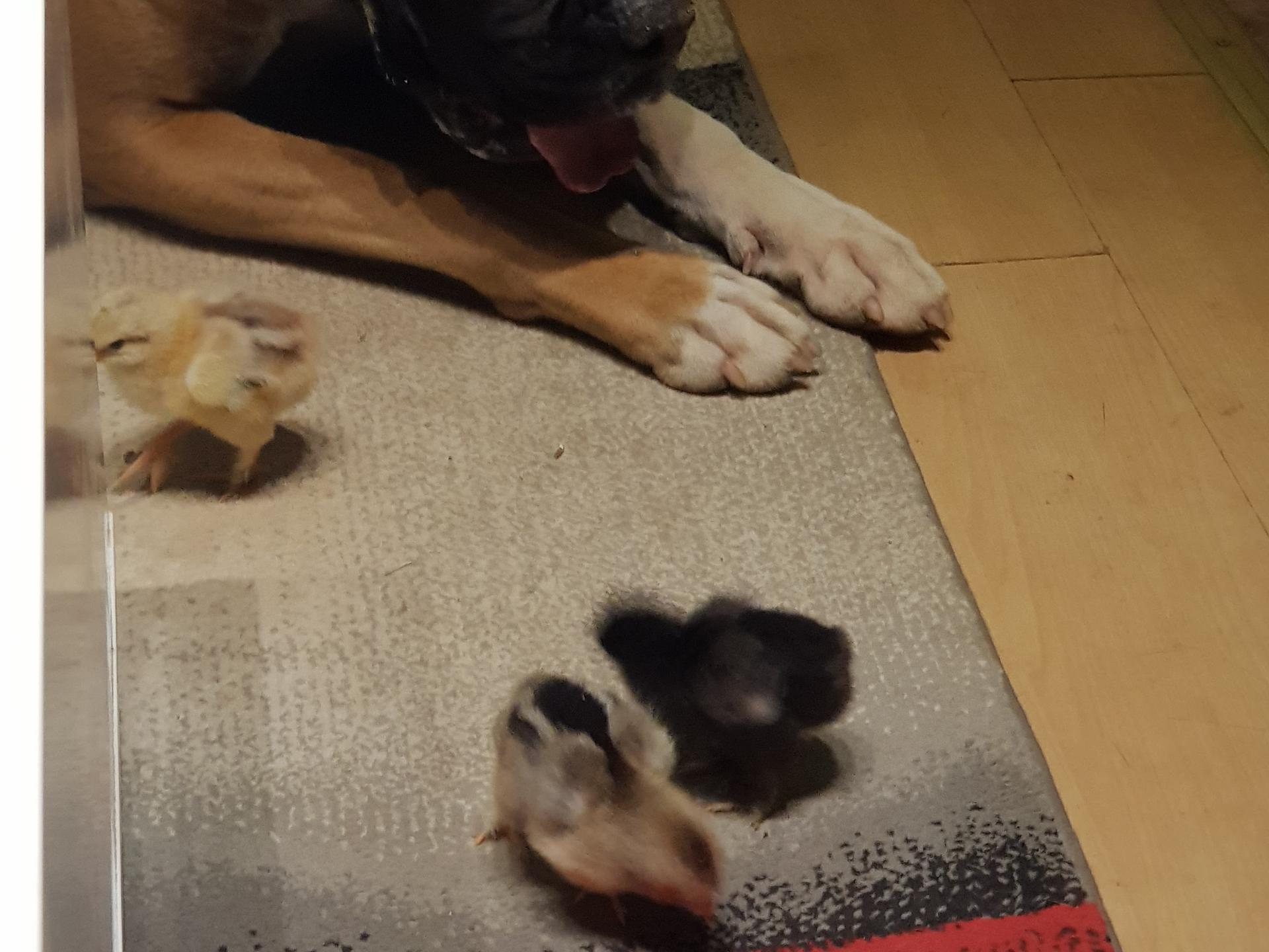 Ansicht 2 von Tierarzt Dr. Patzak