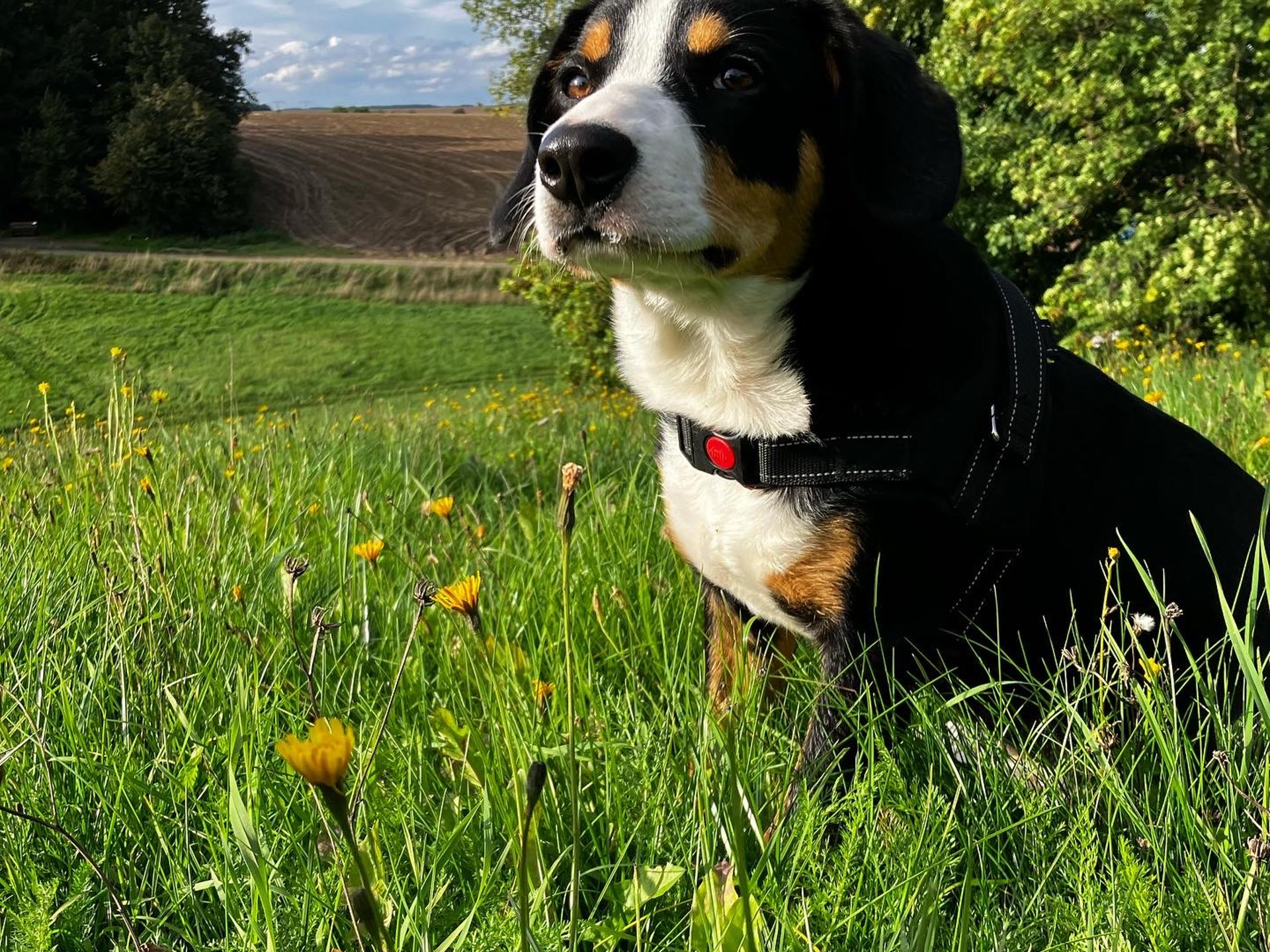 Ansicht 3 von Tierärztin Sybille Spindler