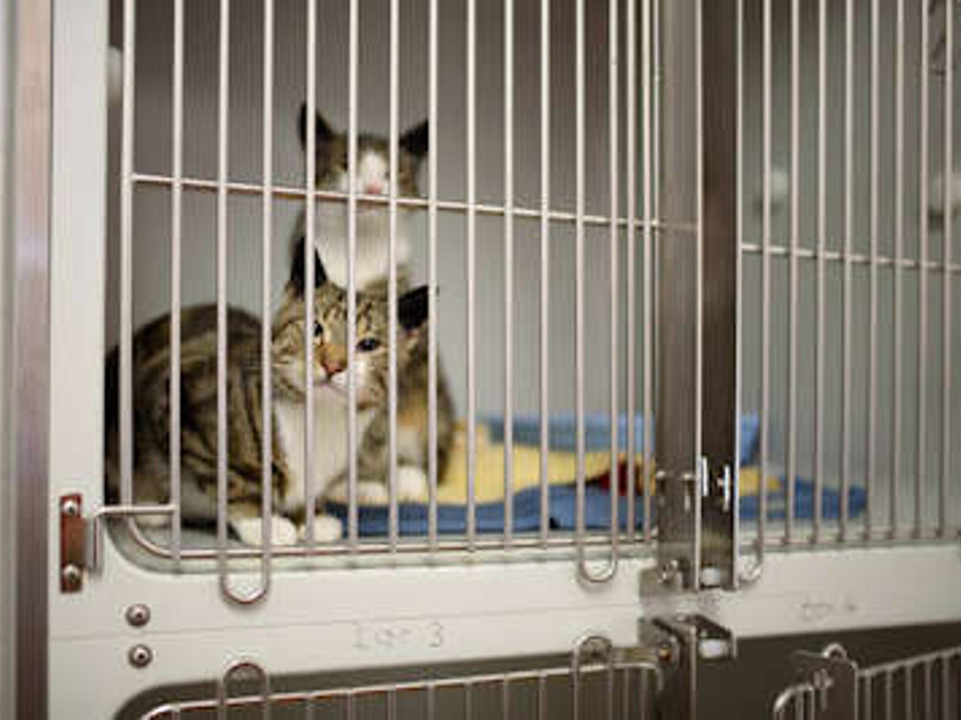 Ansicht 3 von Tierärztliche Gemeinschaftspraxis Dr. Mager & Dr. Radzey