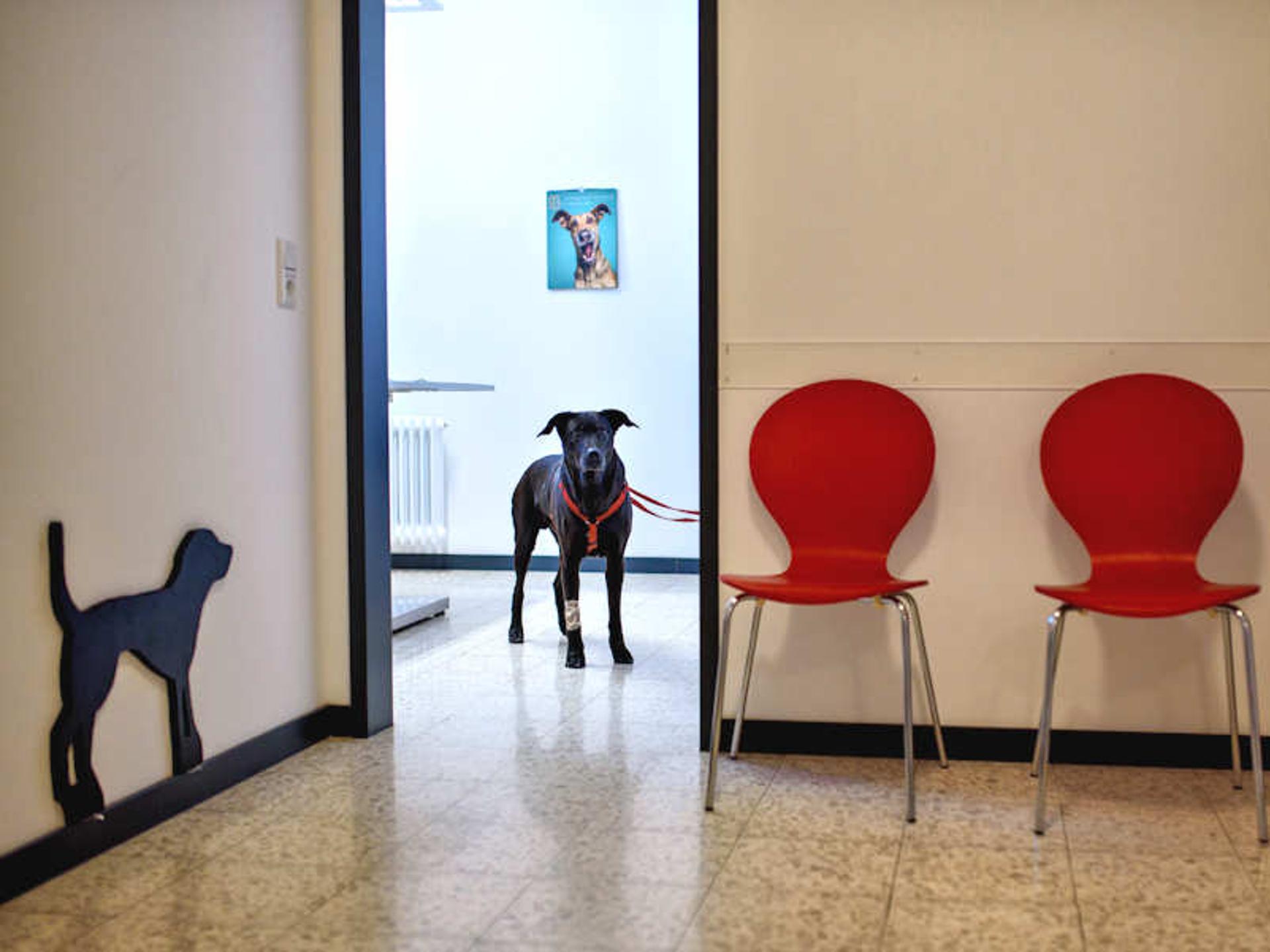 Ansicht 5 von Tierärztliche Gemeinschaftspraxis Dr. Mager & Dr. Radzey