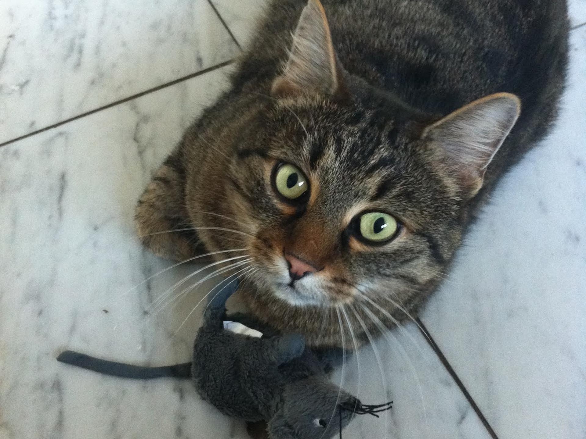 Ansicht 4 von felmo Mobiler Tierarzt Erfurt