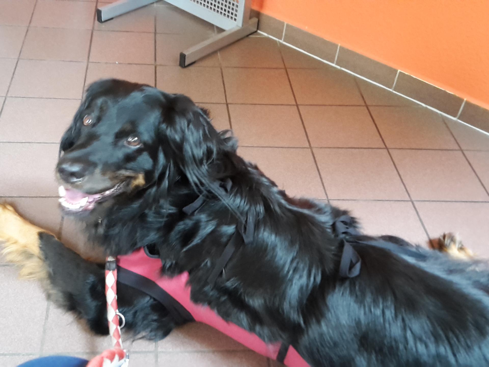 Ansicht 4 von Tiermedizinisches Zentrum Greiz Dr. Gerstner GmbH