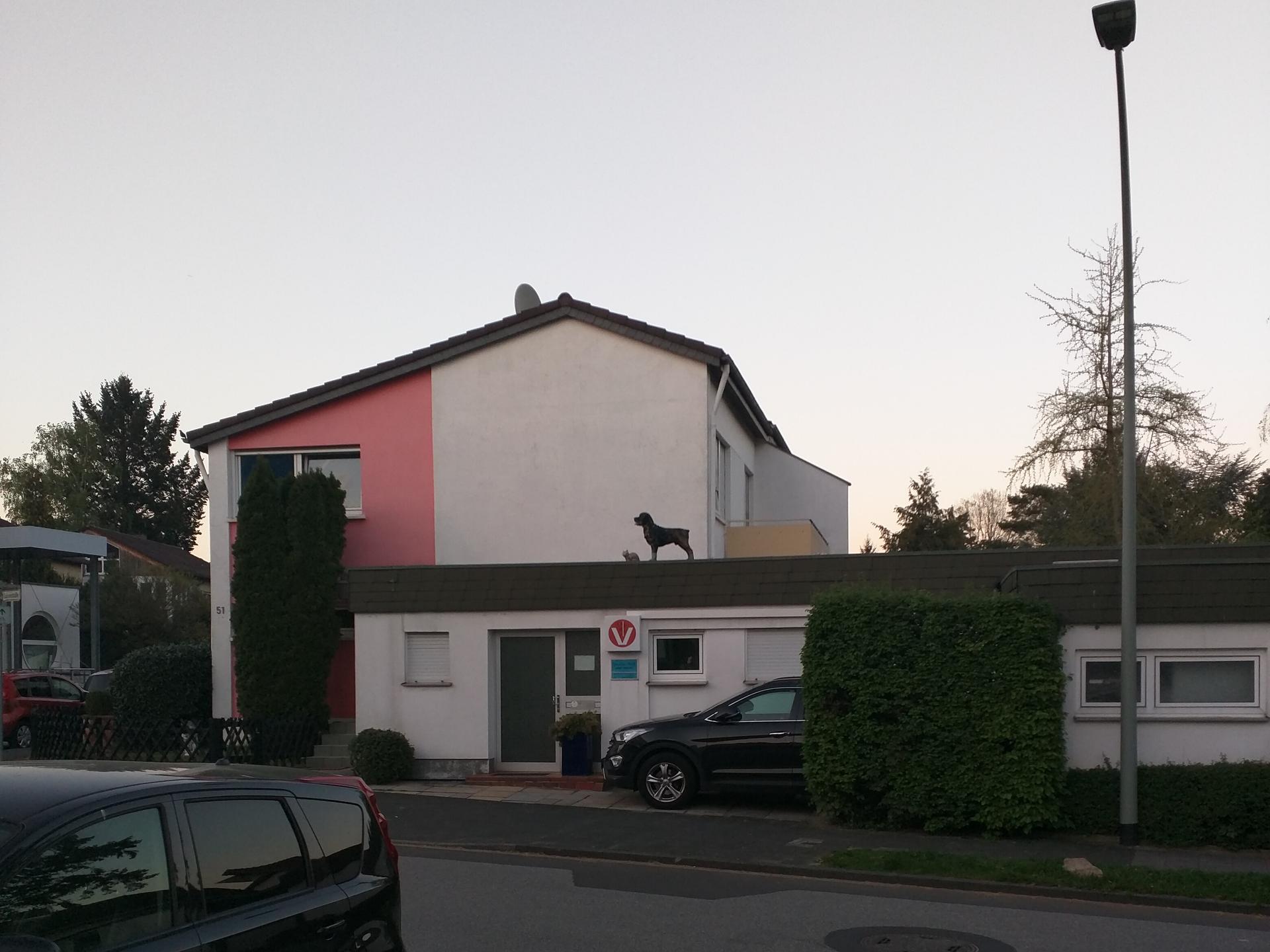 Ansicht 2 von Yvonne Ilieff Tierärztin