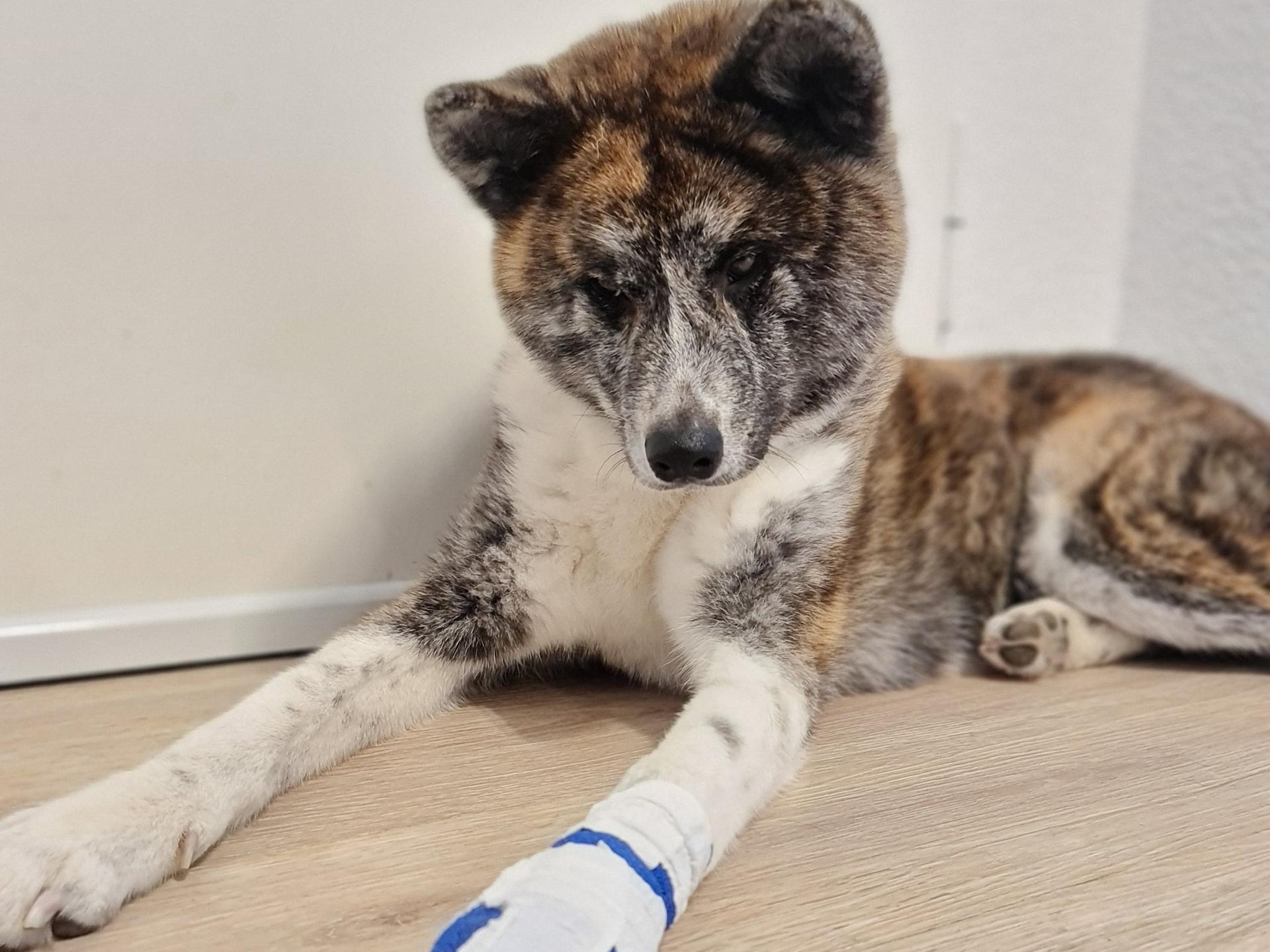 Ansicht 1 von Tierärztliche Praxis für Kleintiere - Dr. Anke Schütz