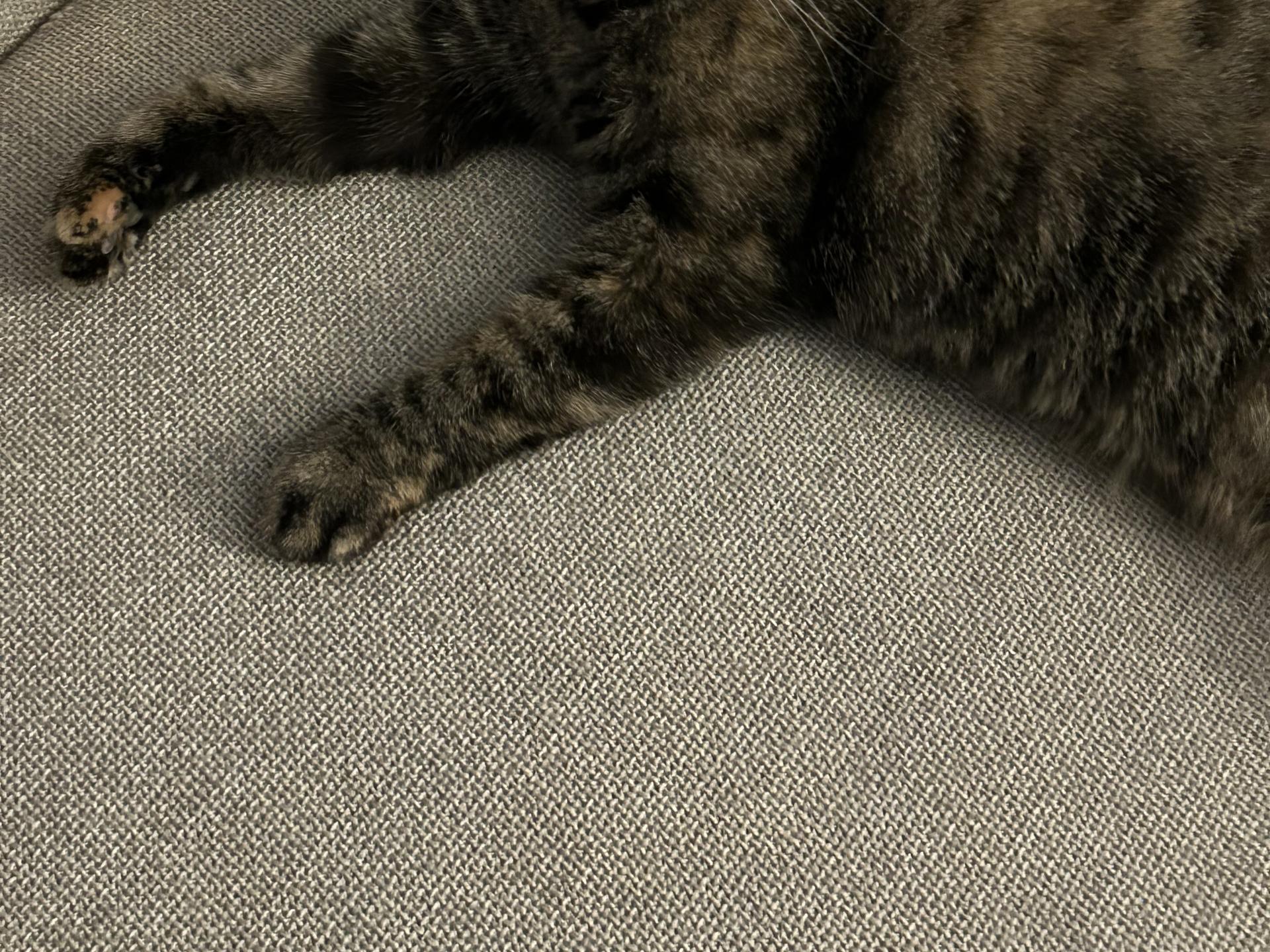 Ansicht 2 von felmo Mobiler Tierarzt München
