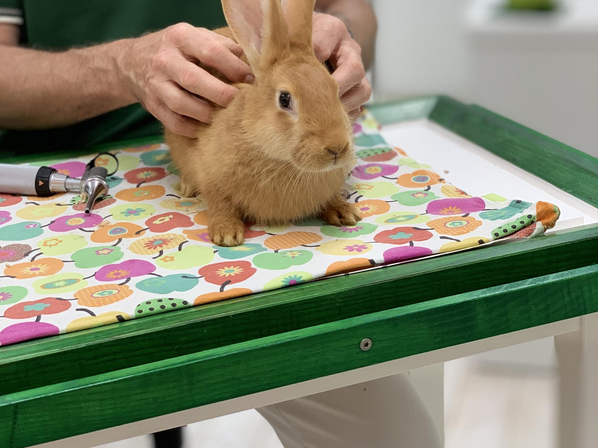 Ansicht 1 von Tierarzt Dr. med. vet. Roland Tammer, Kleintierpraxis