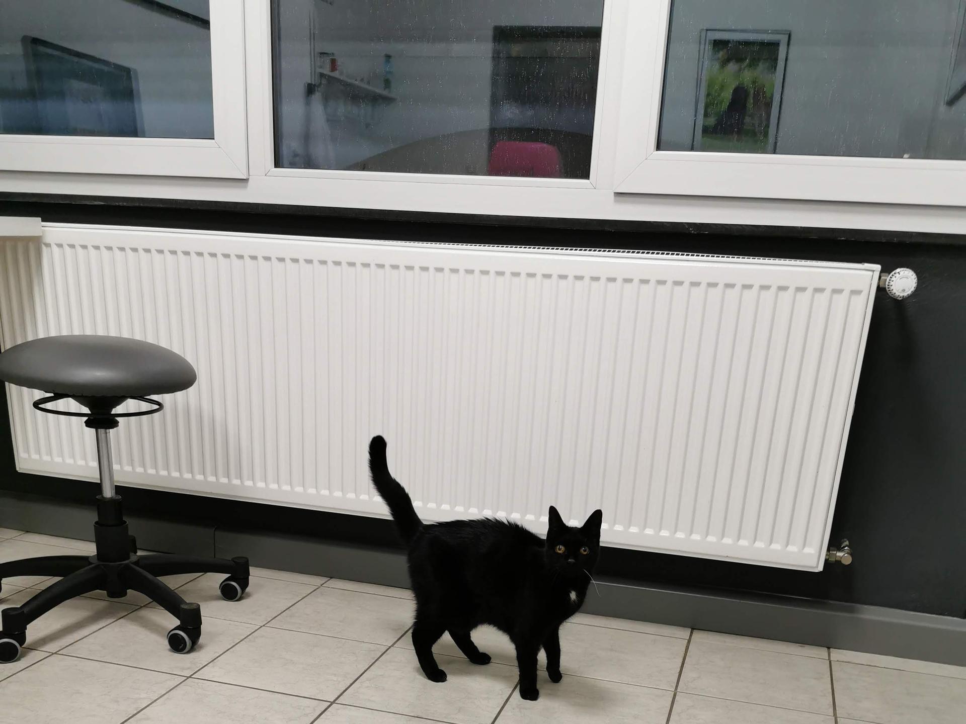 Ansicht 2 von Kleintierzentrum Odenwald, Dr. Lubjuhn-Fischer