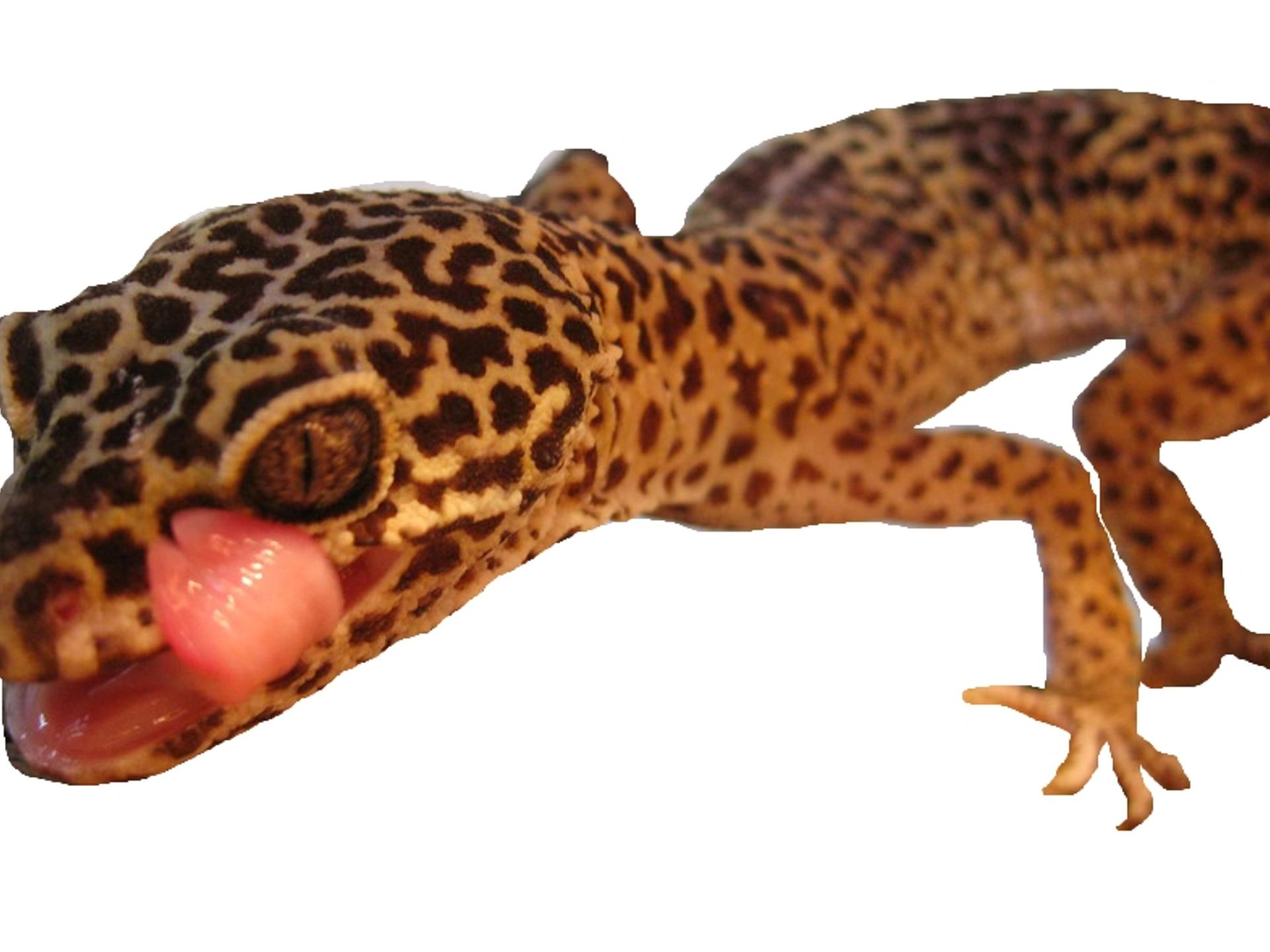 Ansicht 1 von Reptilientierarzt Kornelis Biron