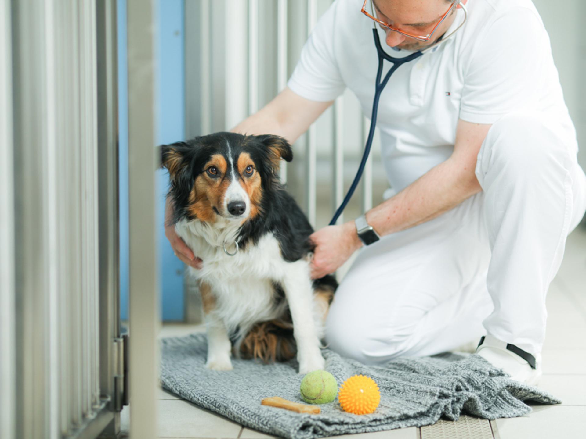 Ansicht 1 von Tierklinik Ismaning