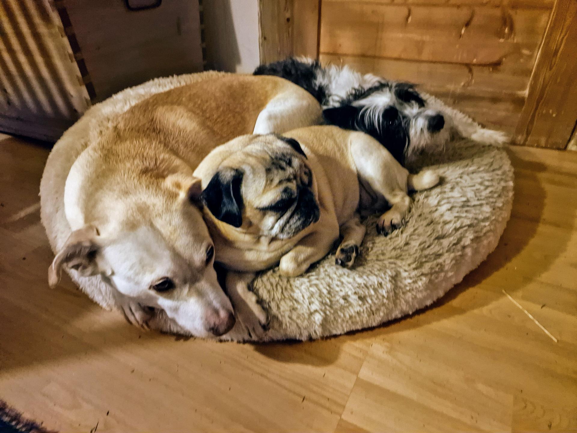 Ansicht 2 von Tiergesundheitszentrum Söhl GmbH