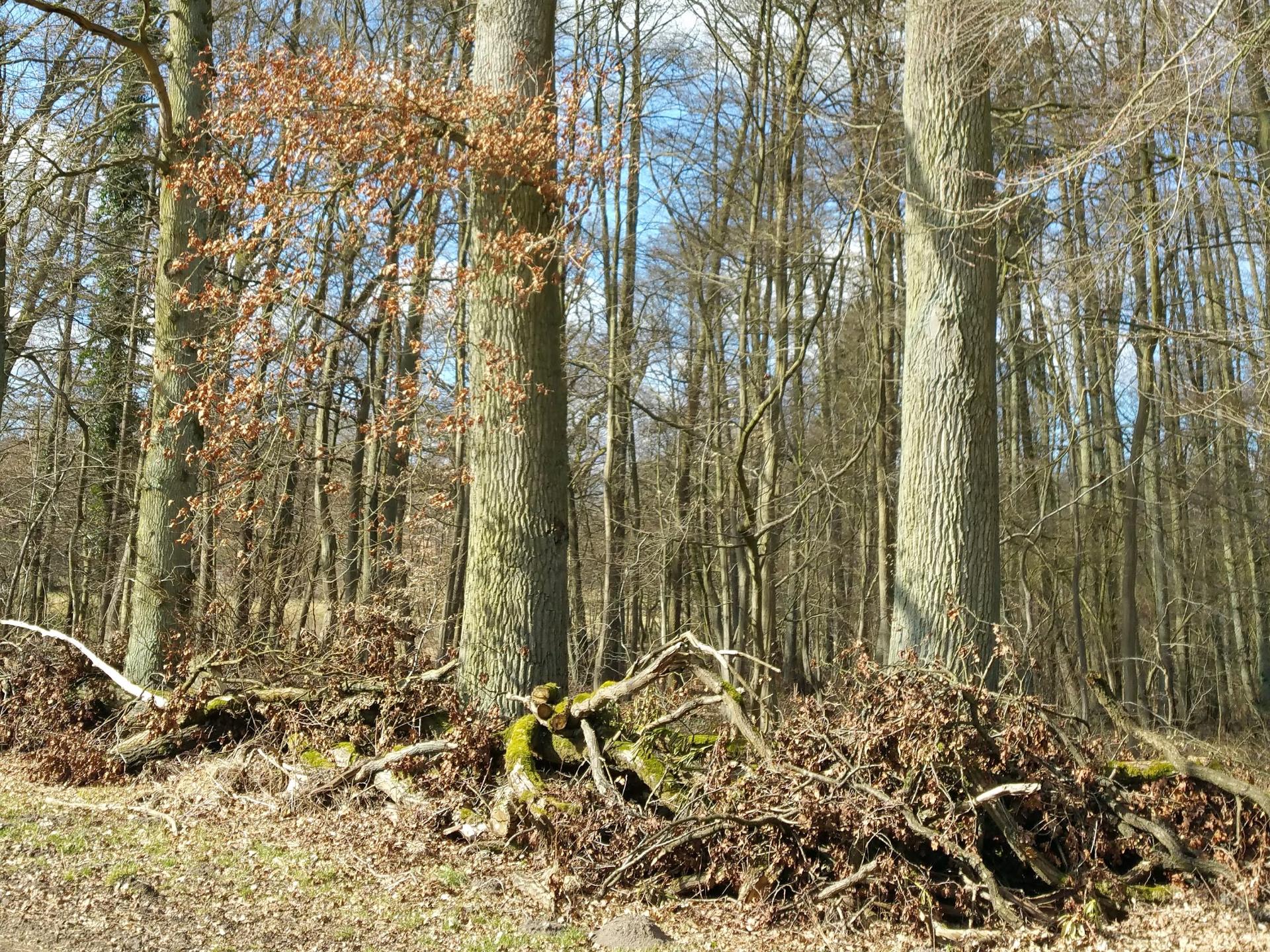 Ansicht 3 von Dr. Wiebke Wulff