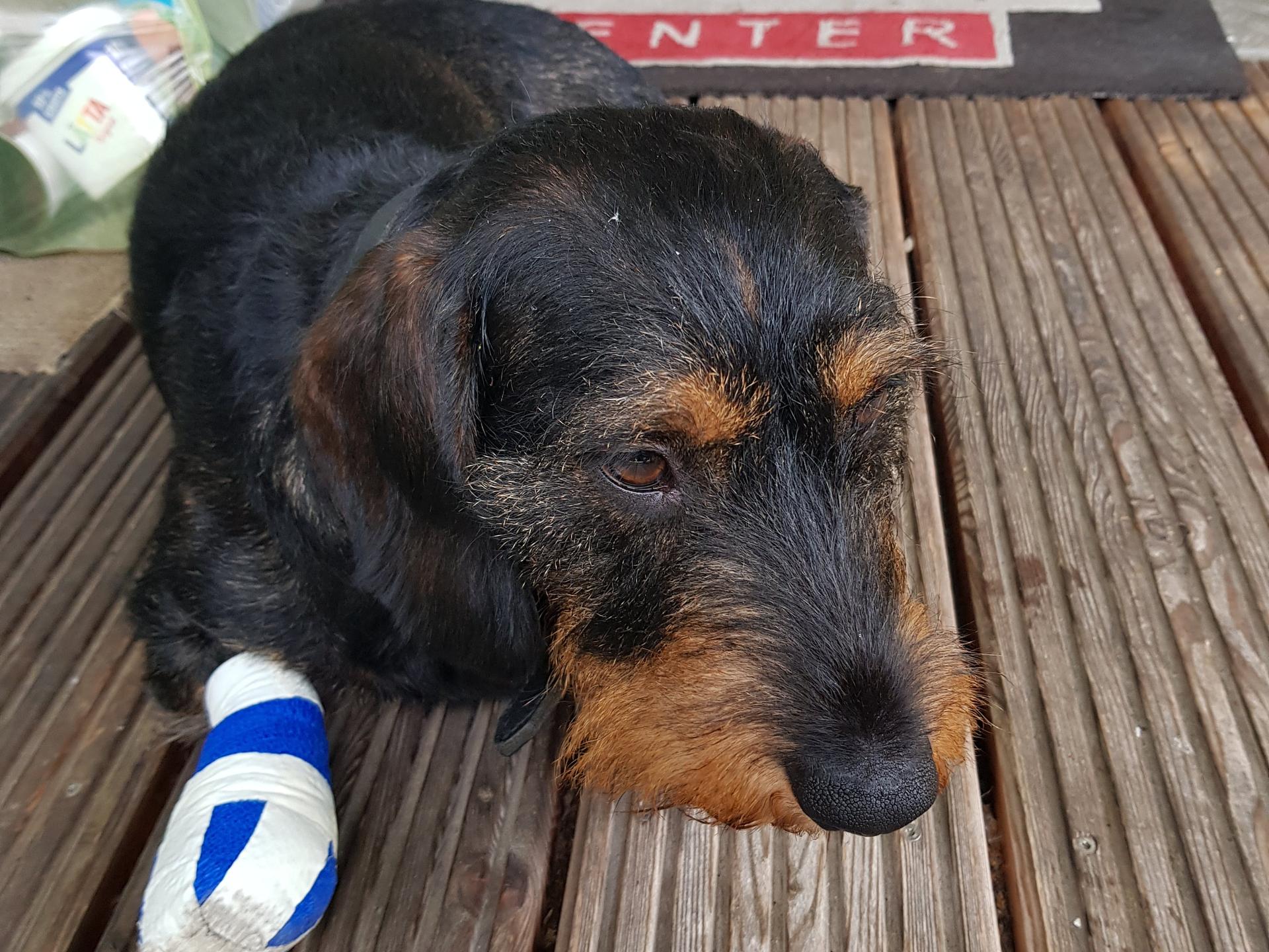 Ansicht 1 von Dr.med.vet. Kerstin und Stefan Augsburg Tierärzte